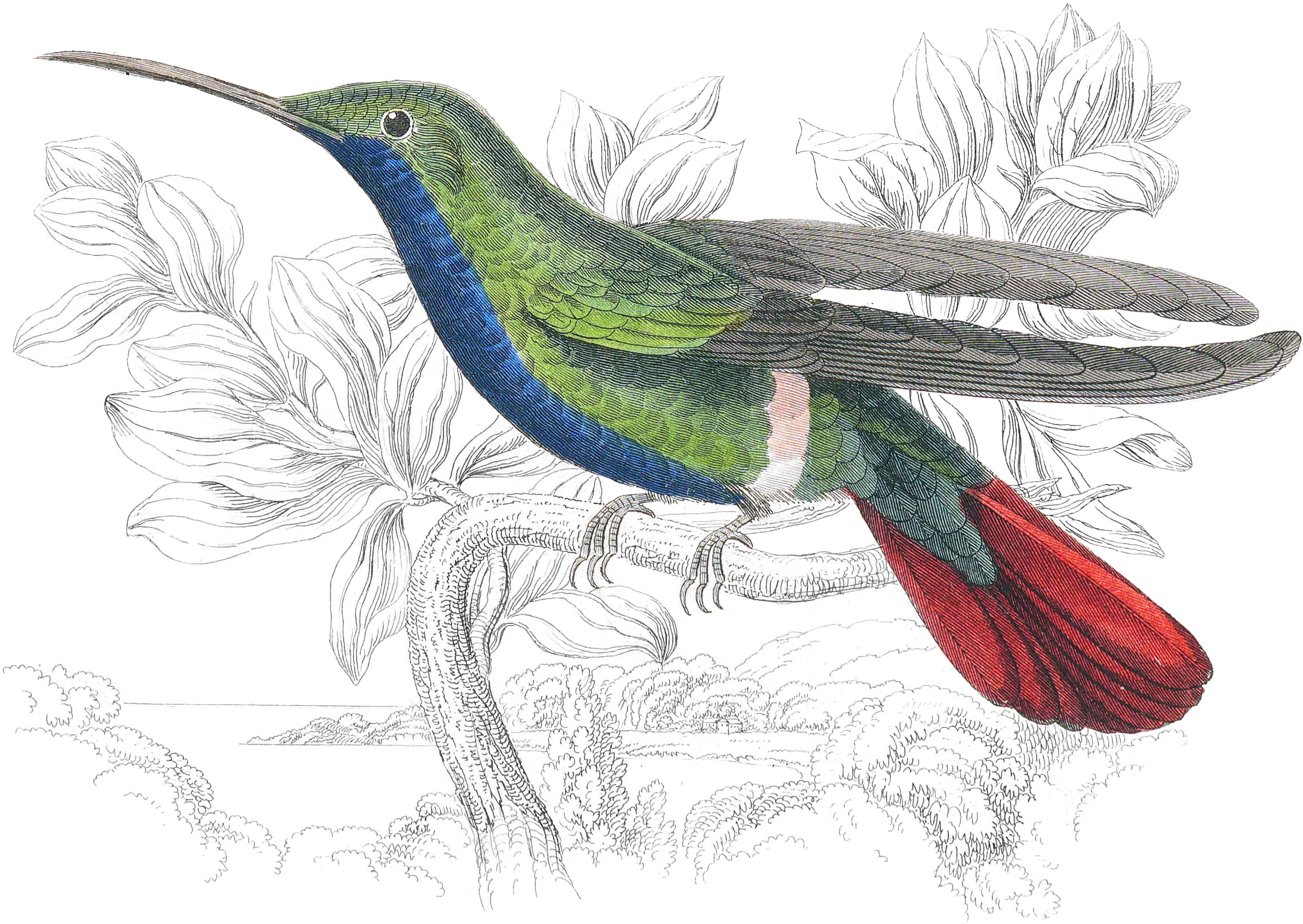 Mango Humming-Bird