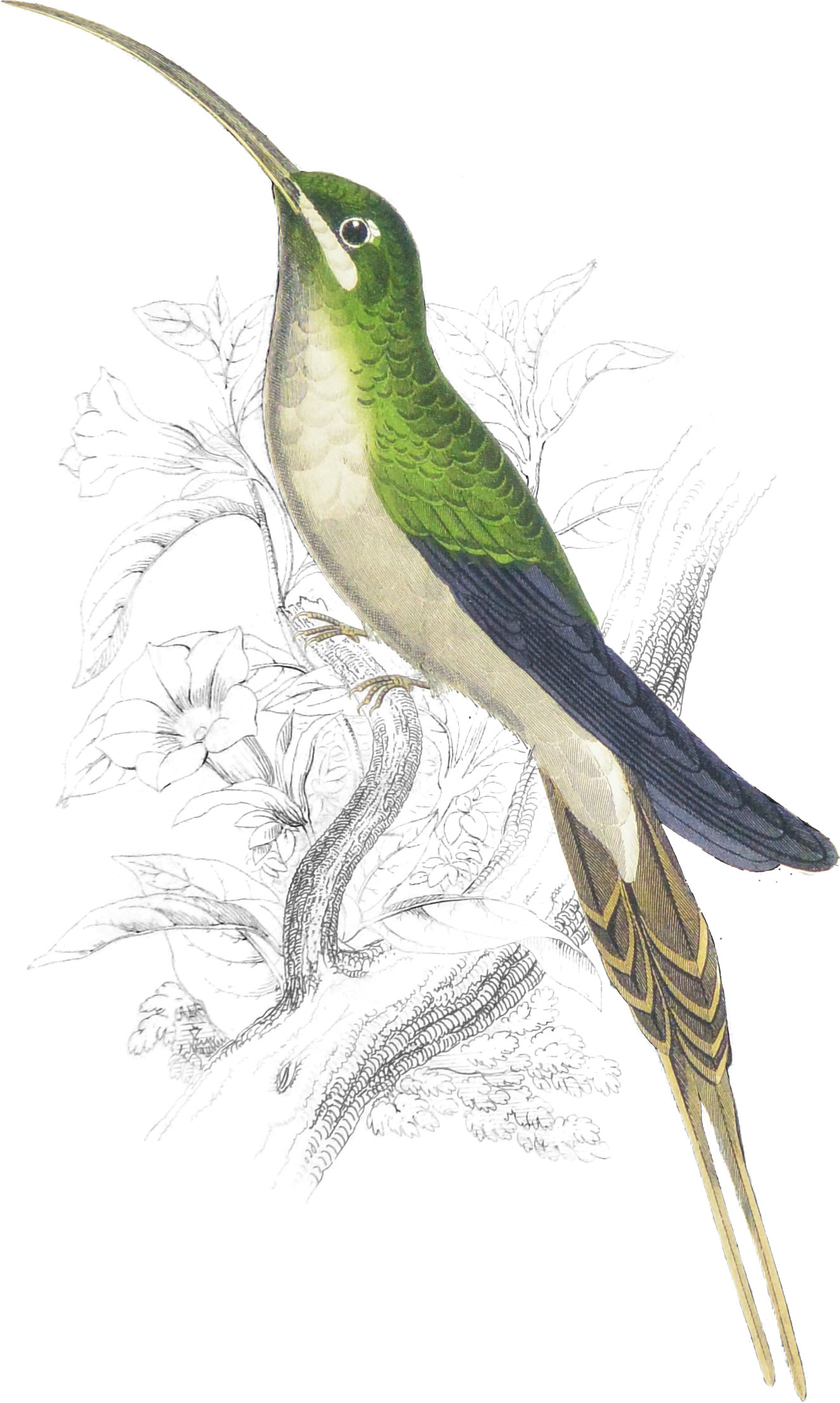Supercilious Humming-Bird (Male)