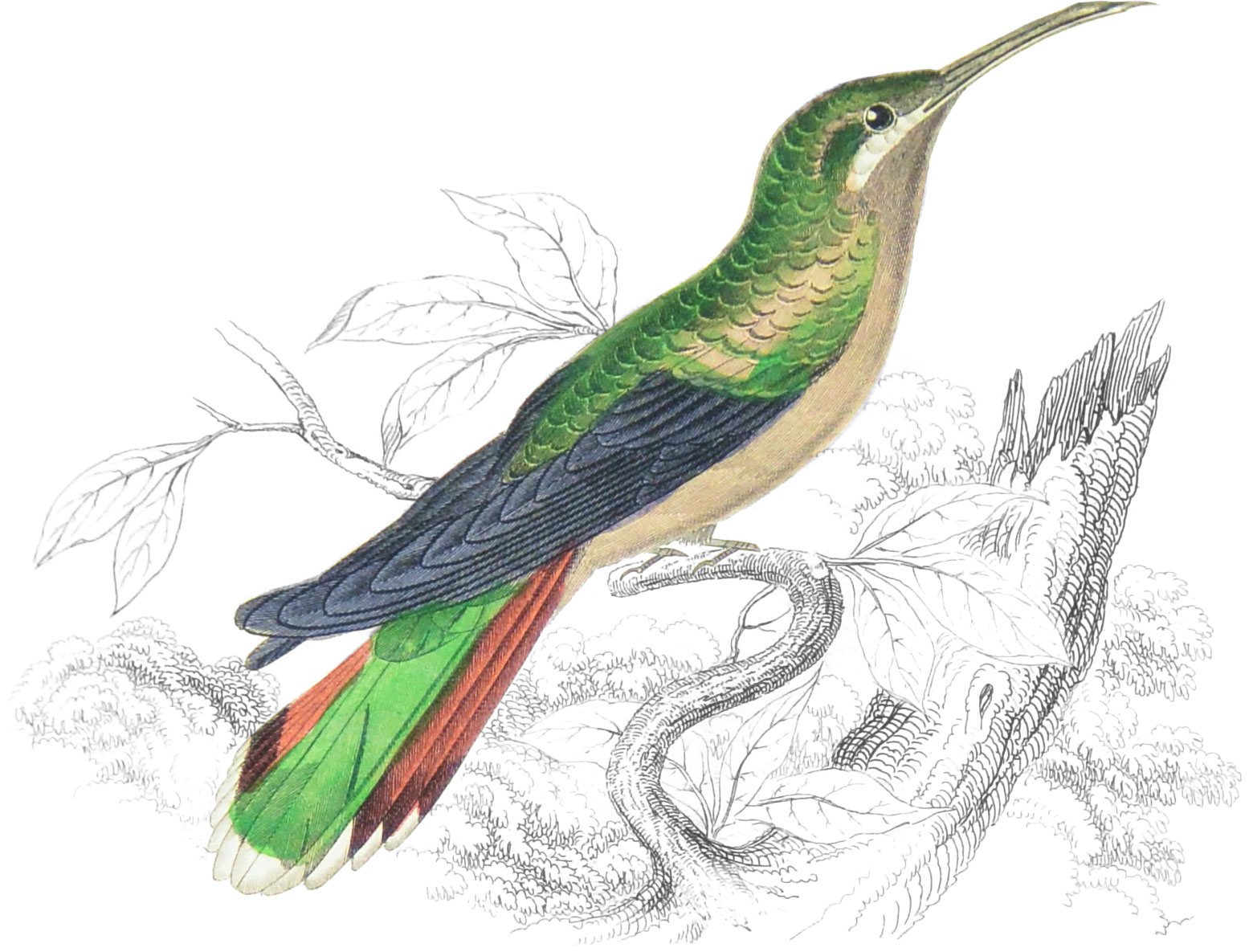 Supercilious Humming-Bird (Female)