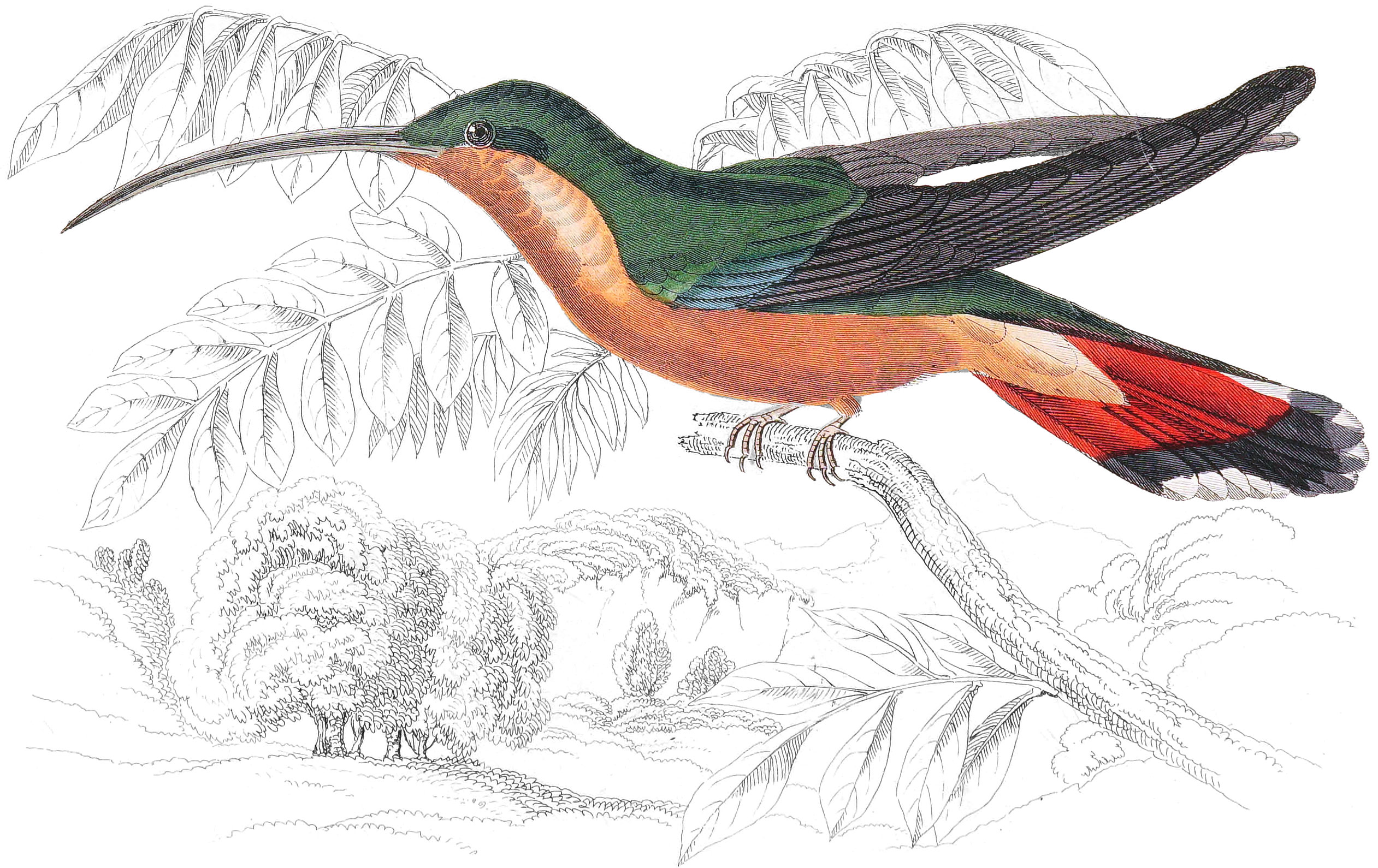 Hairy-Legged Humming-Bird