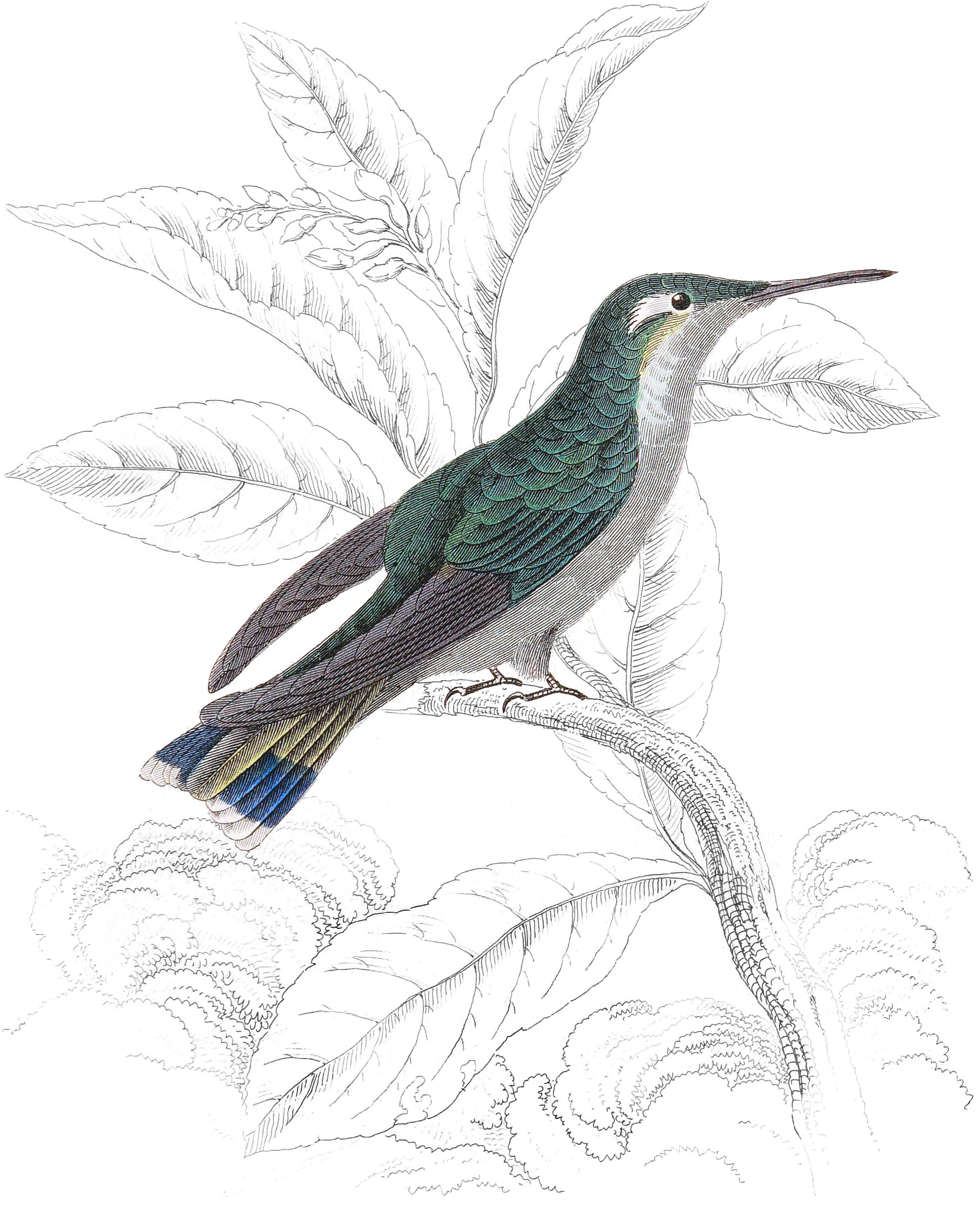 Delalande’s Humming-Bird