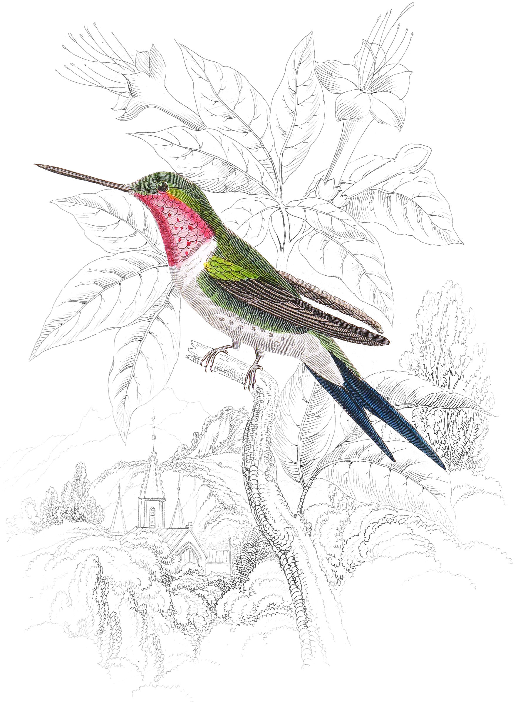 Amethystine Humming-Bird