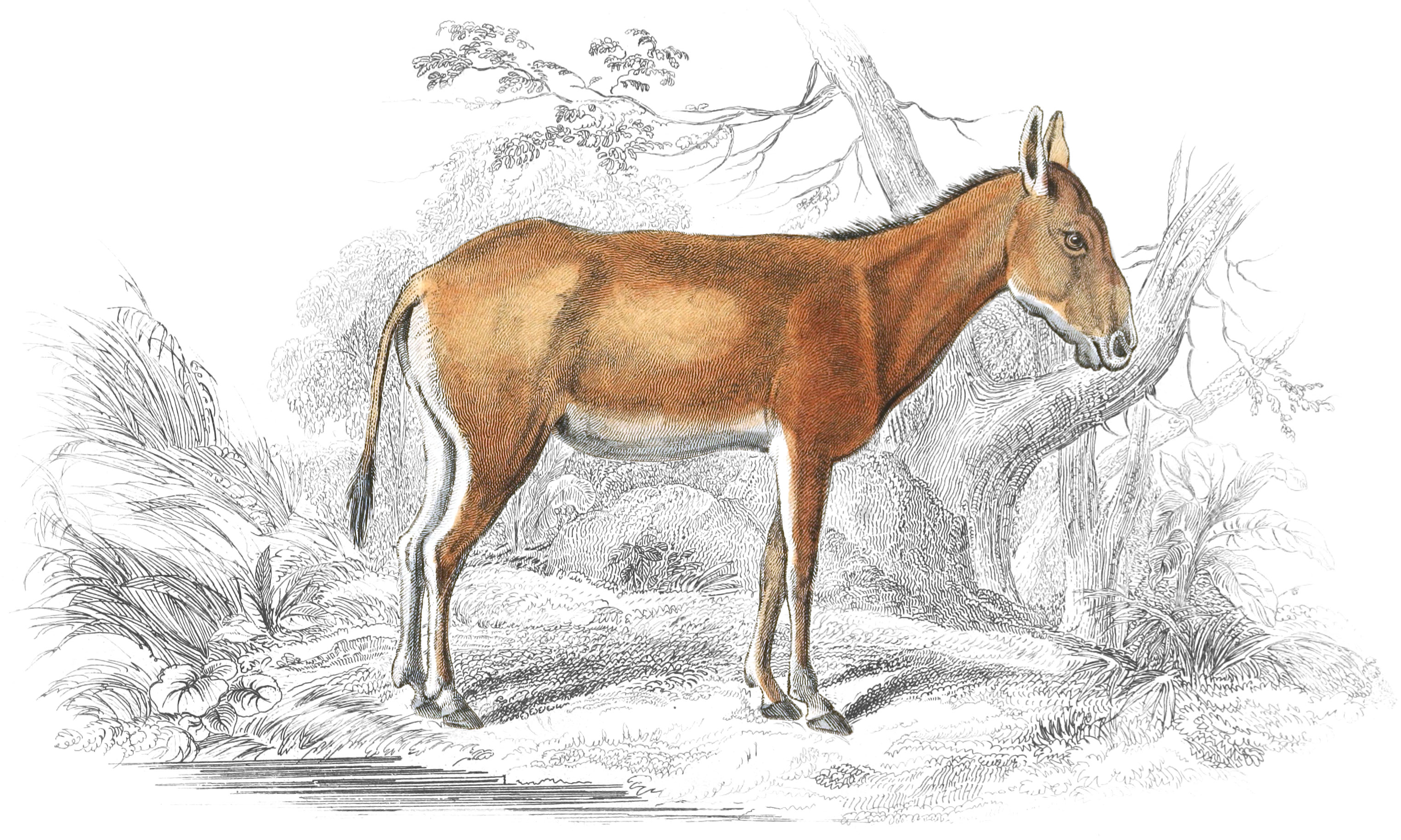 Wild Ass of Persia