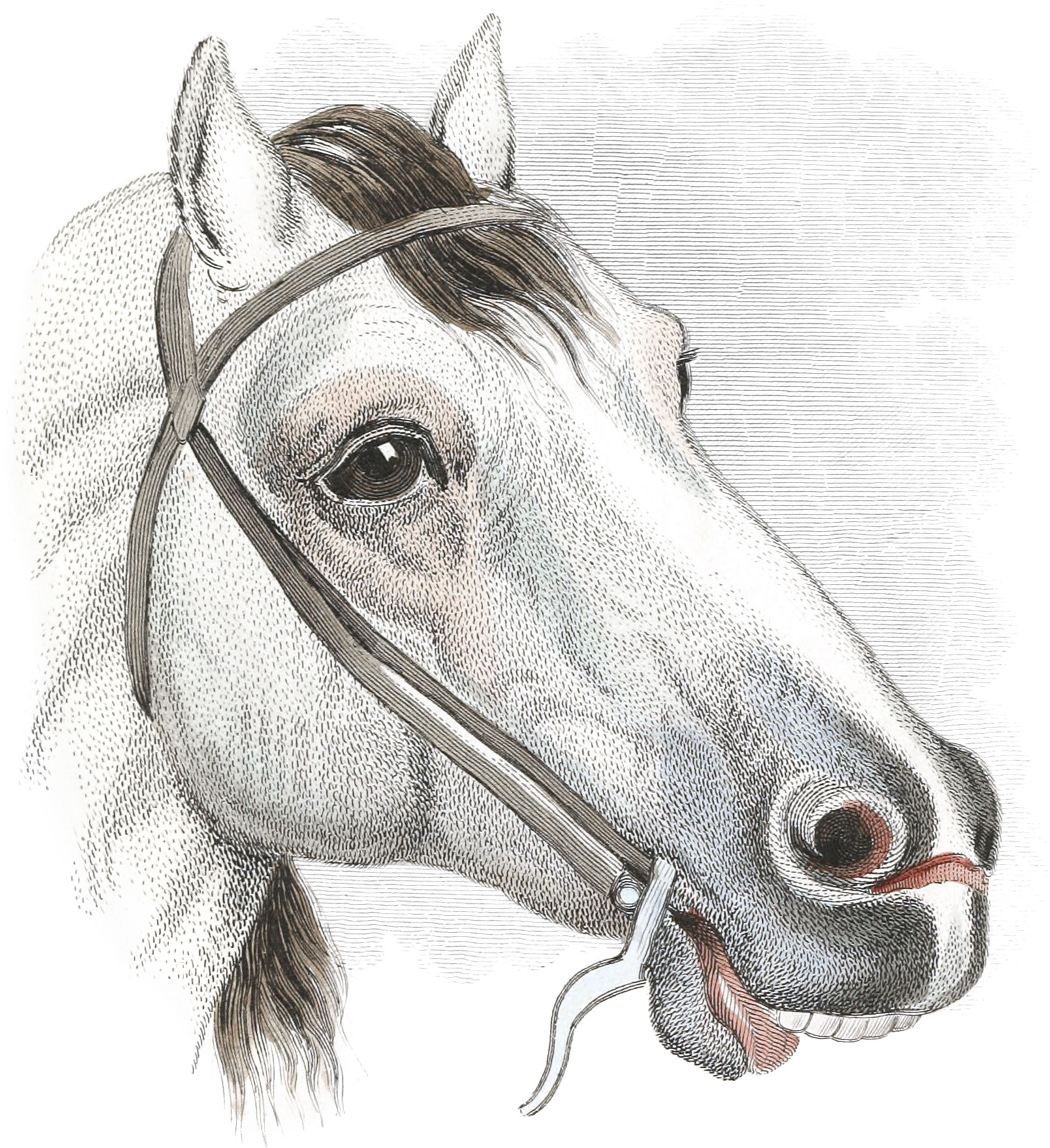 Head of Hungarian Horse