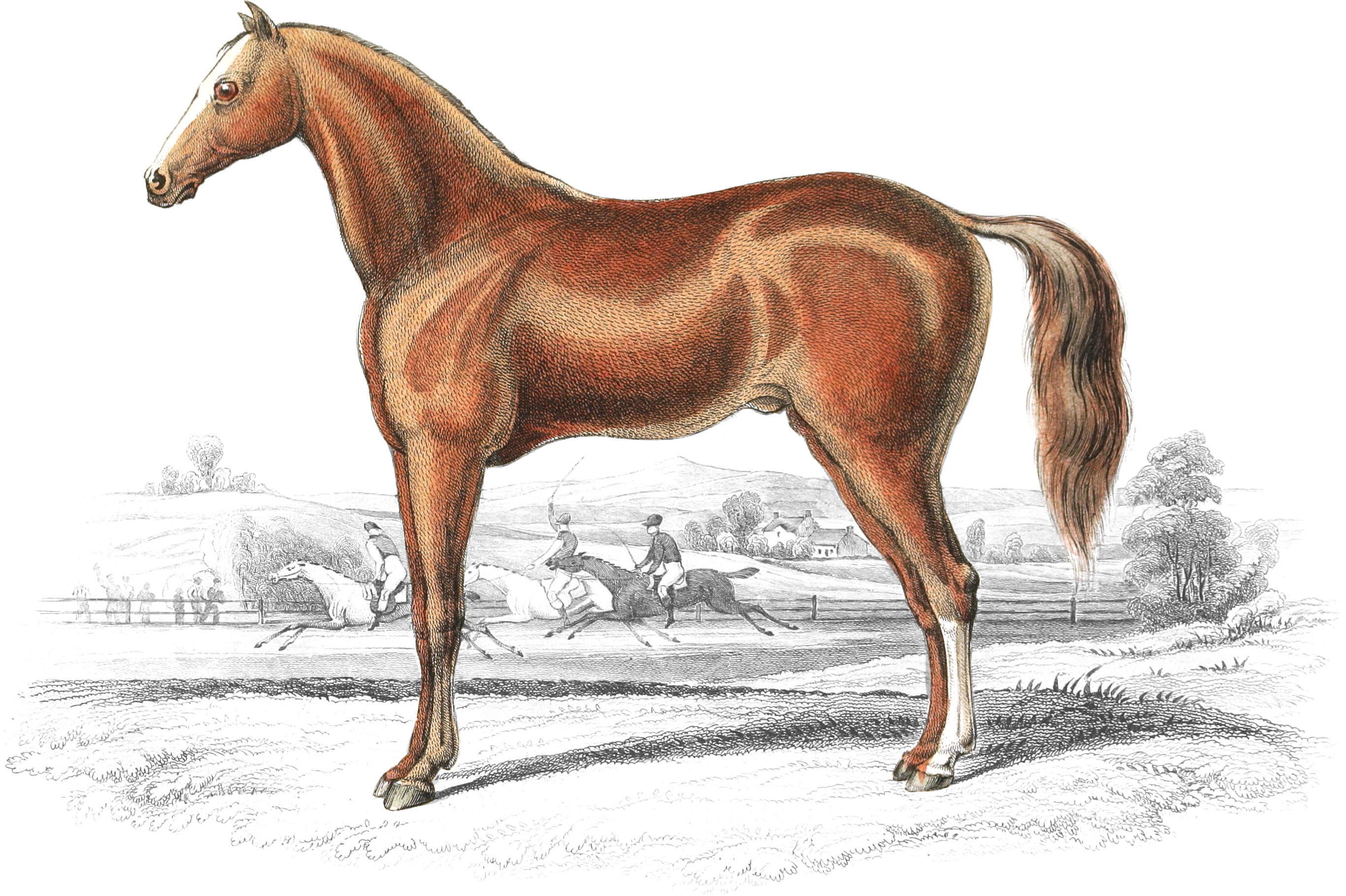 English Race-Horse