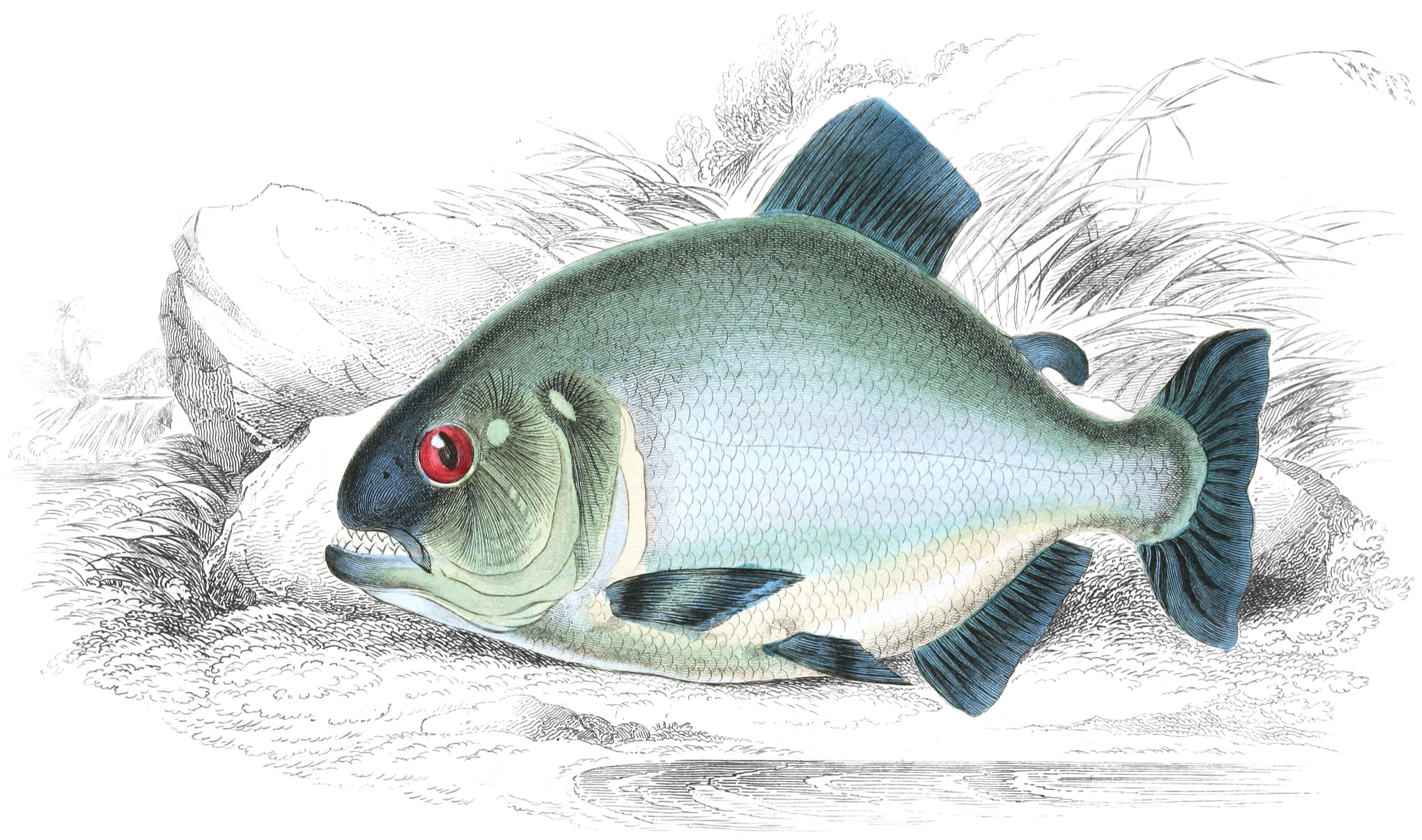 Black Saw-Bellied Salmon