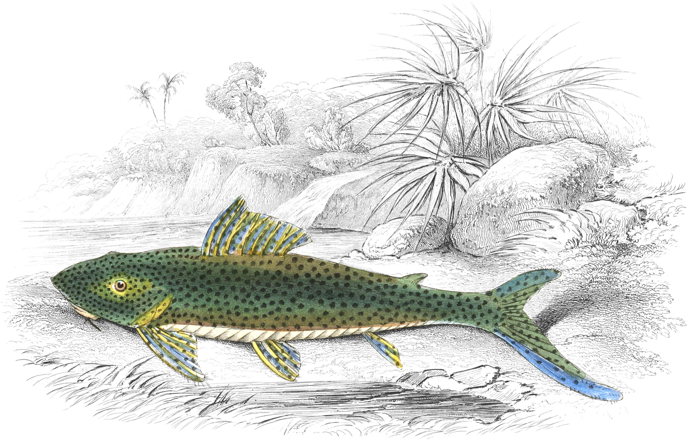 Shark-Tailed Hypostoma
