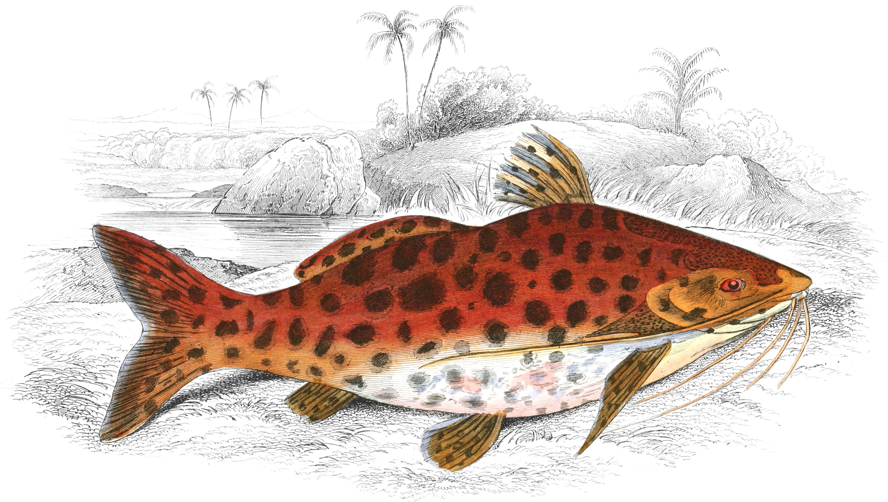 Tiger Pimelodus