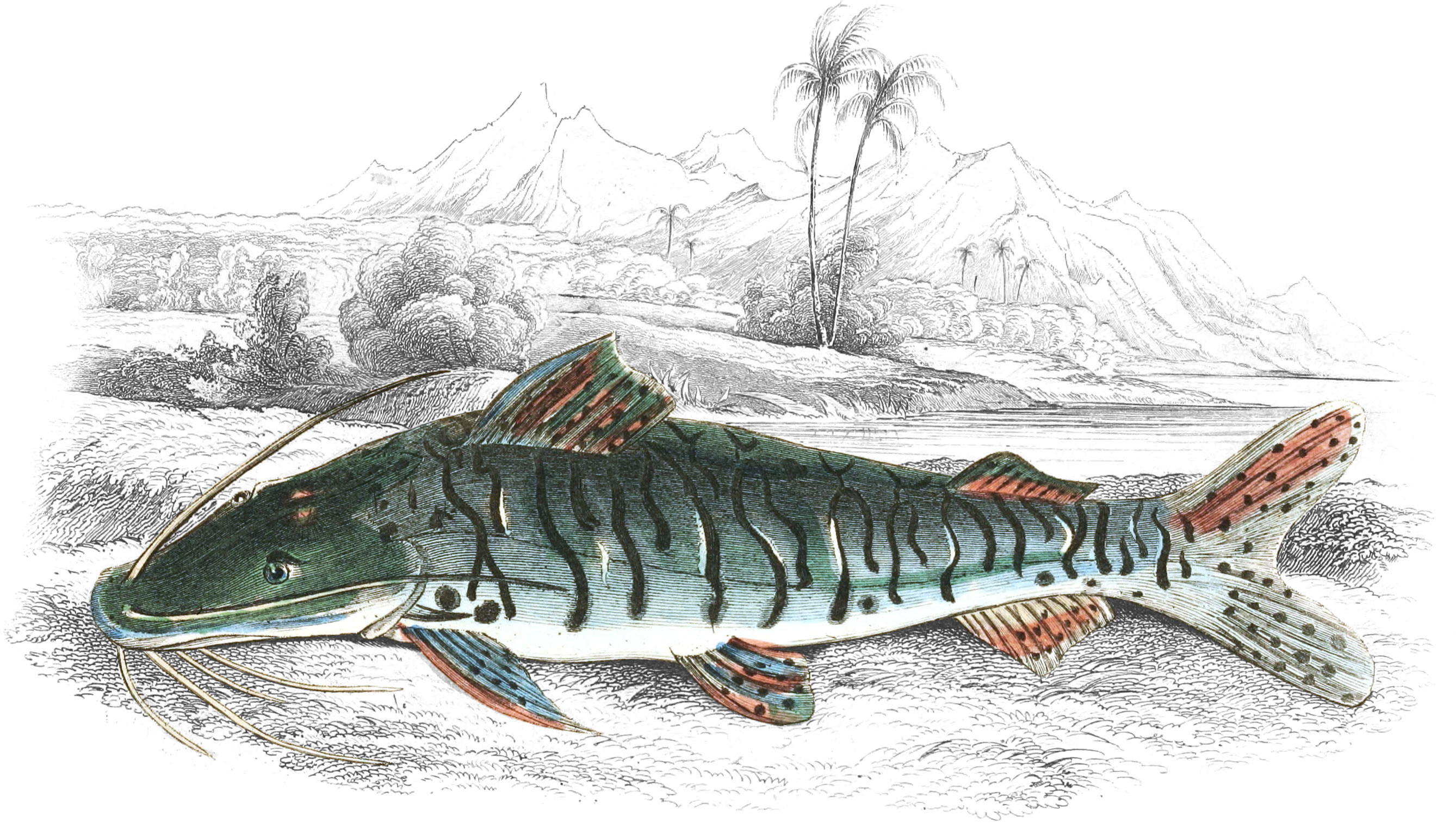 Striped Platystoma