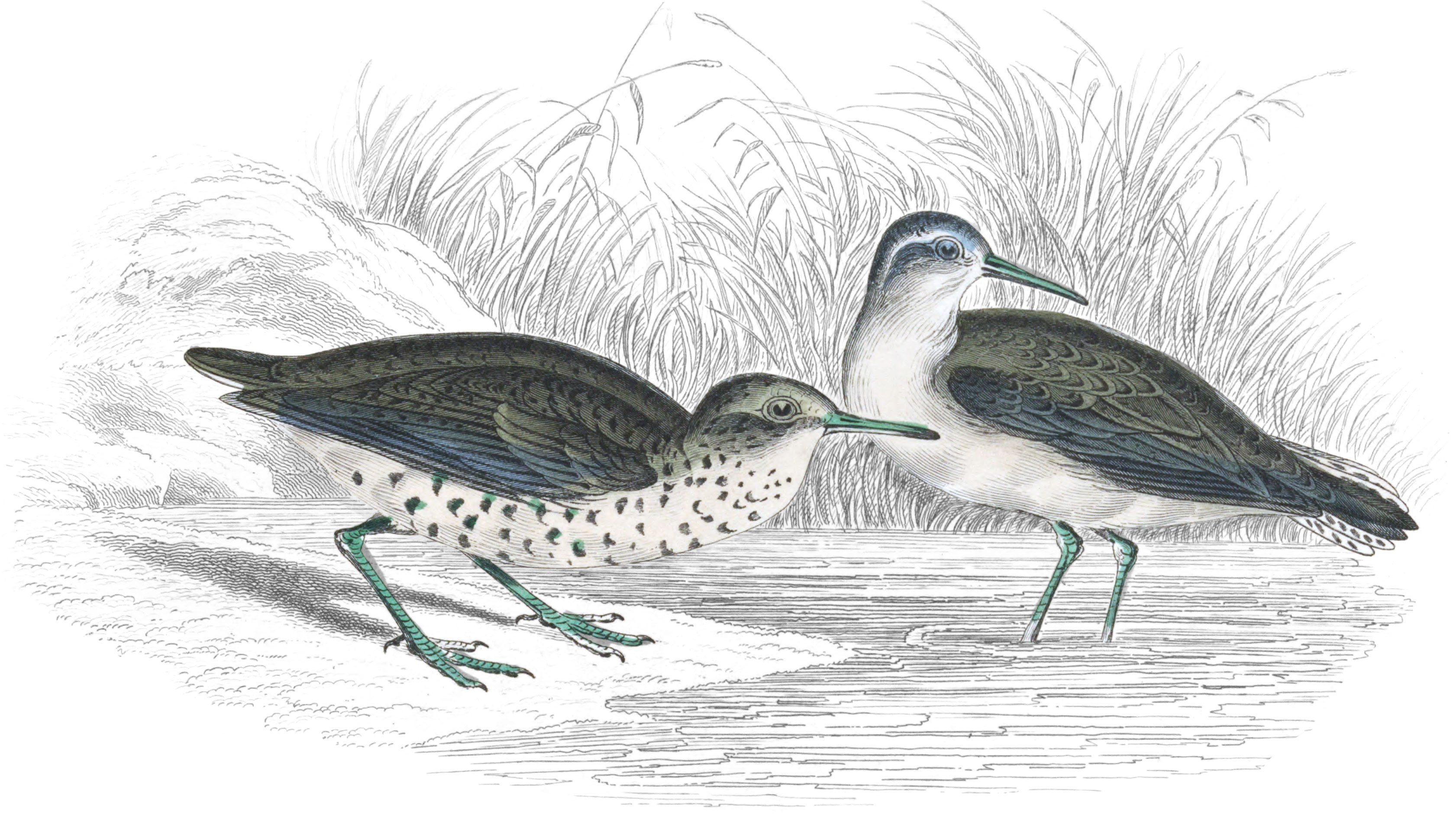 Common & Spotted Totanus