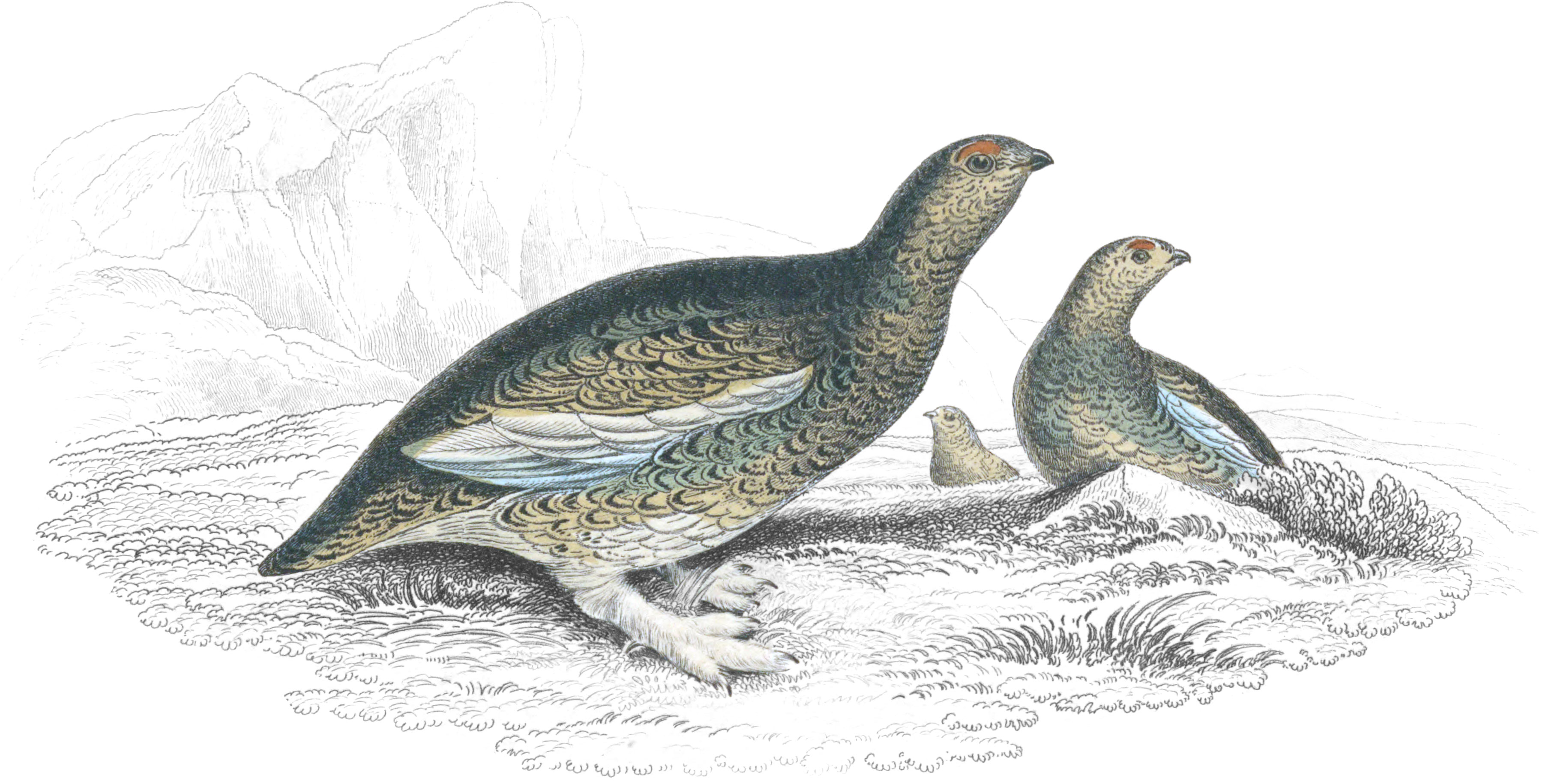 Rock Ptarmigan