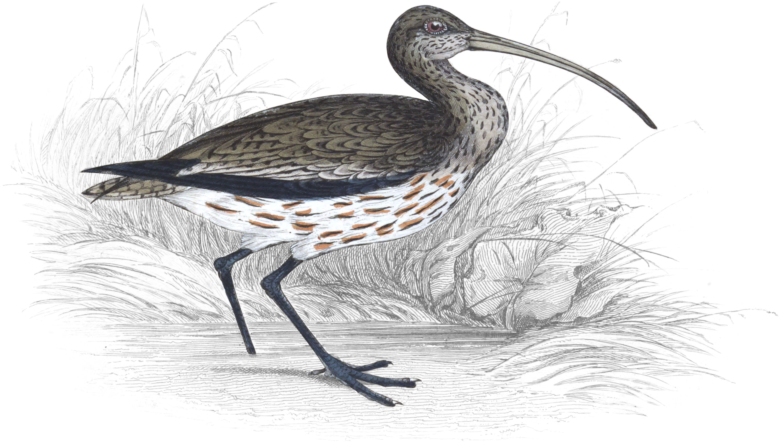 Common Curlew