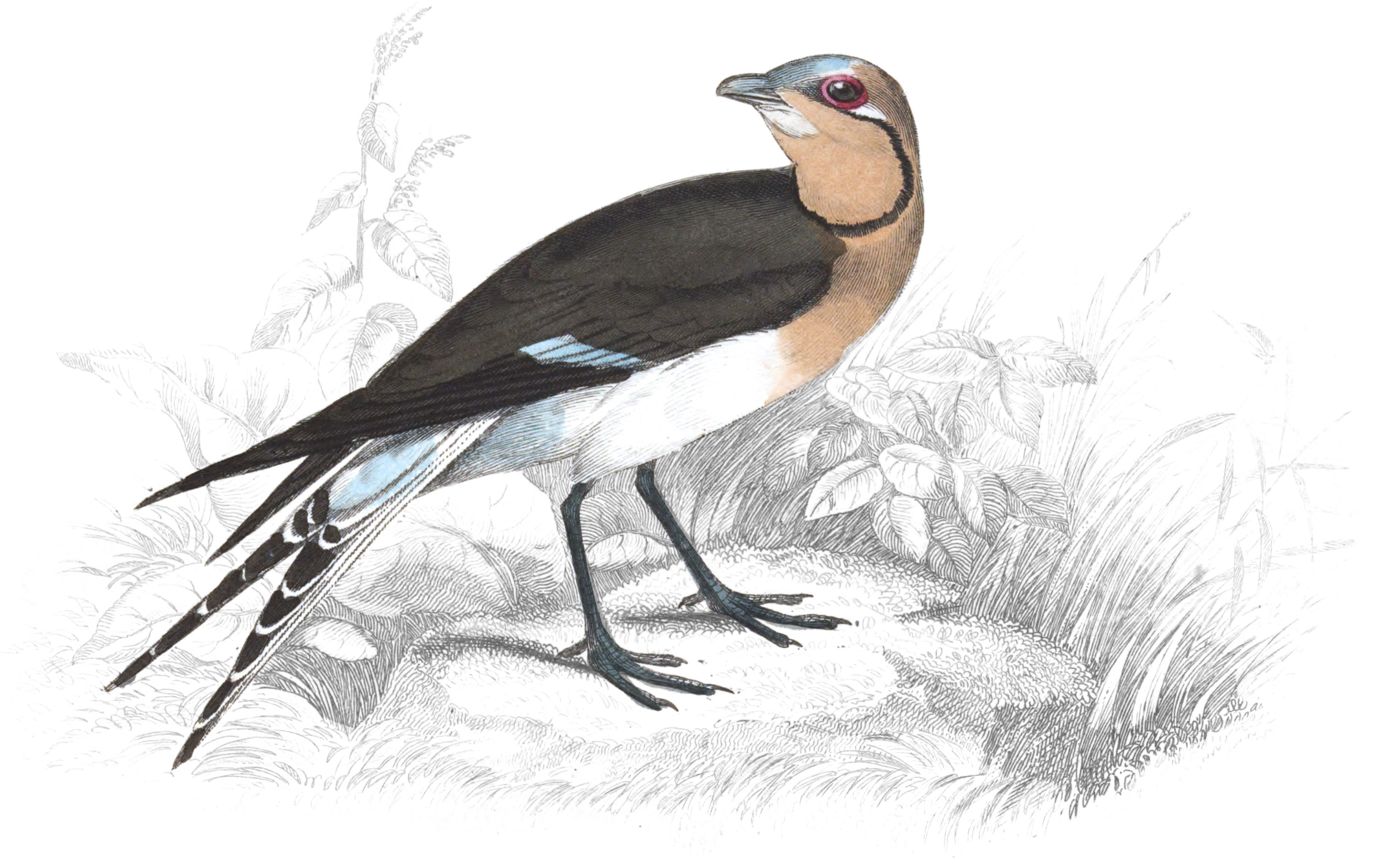 Collared Pratincole