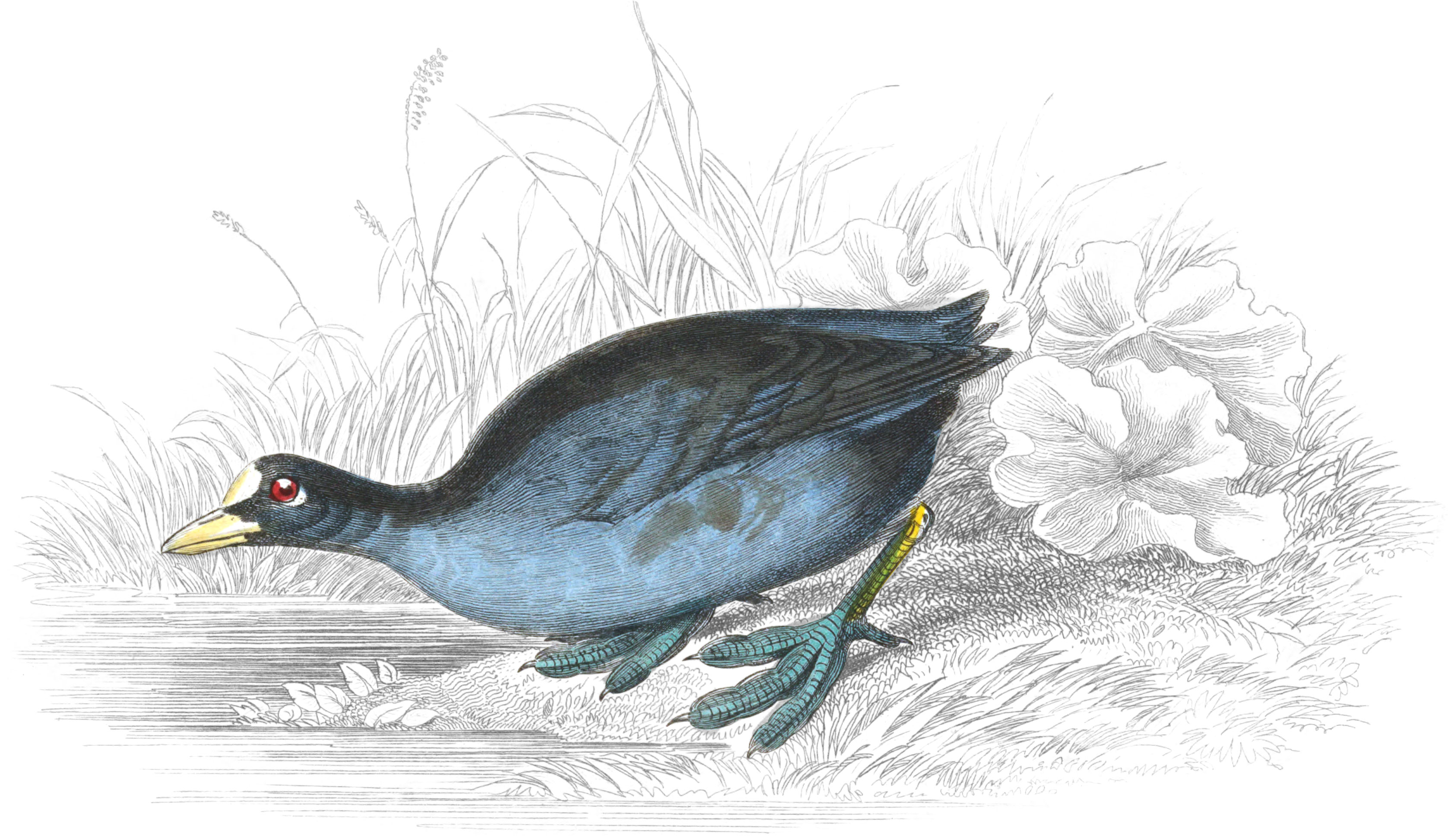 Common Coot