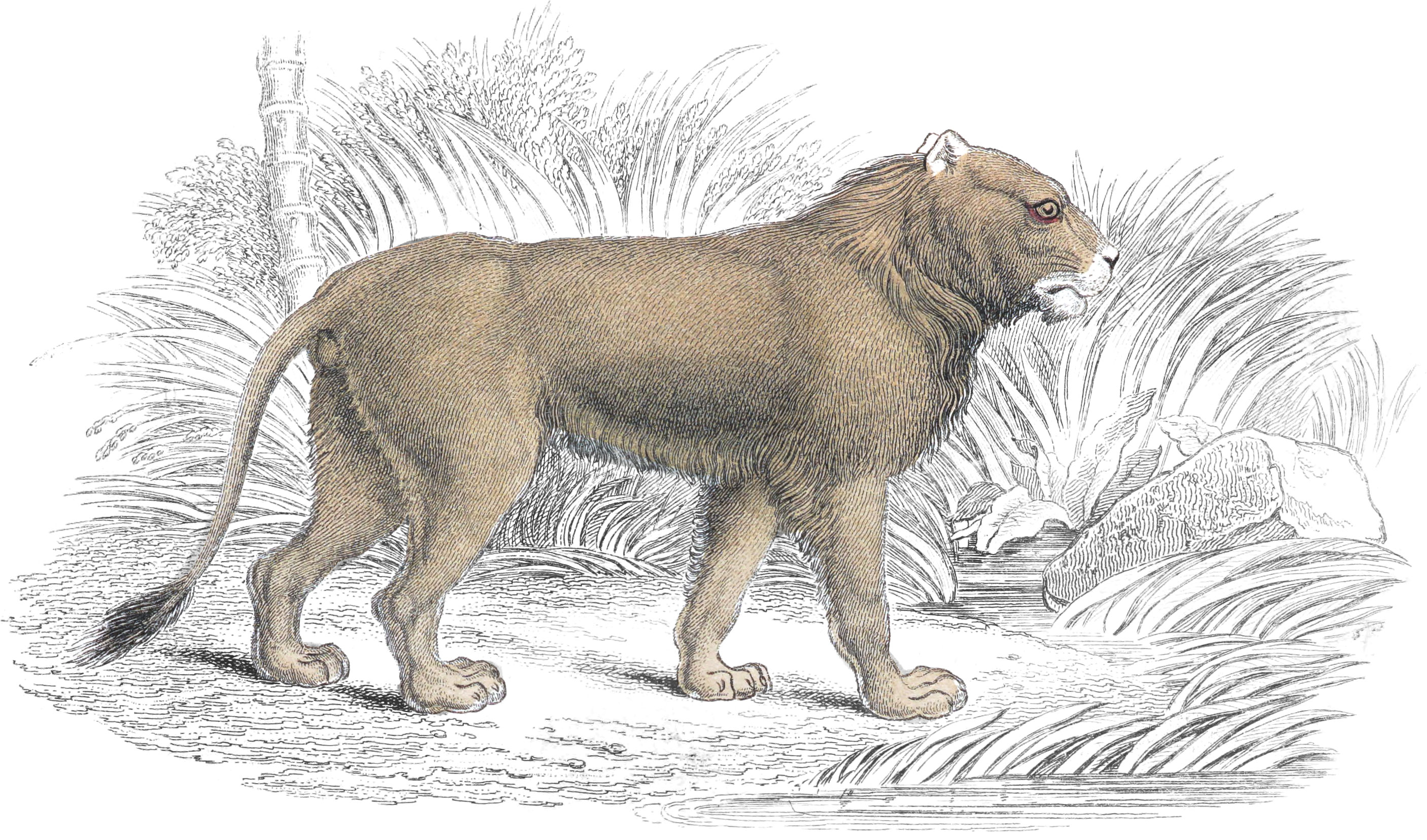 Maneless Lion