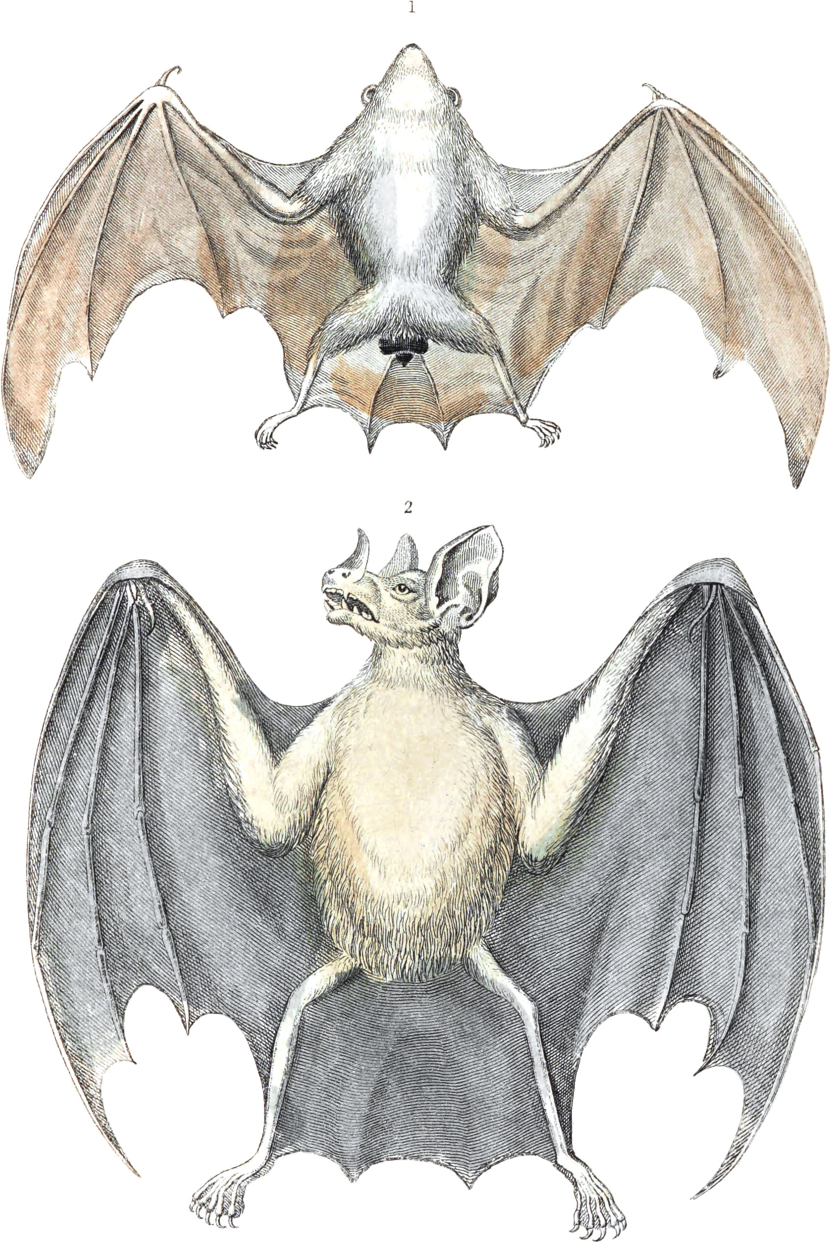 White Box-Tailed & Common Vampyre Bat