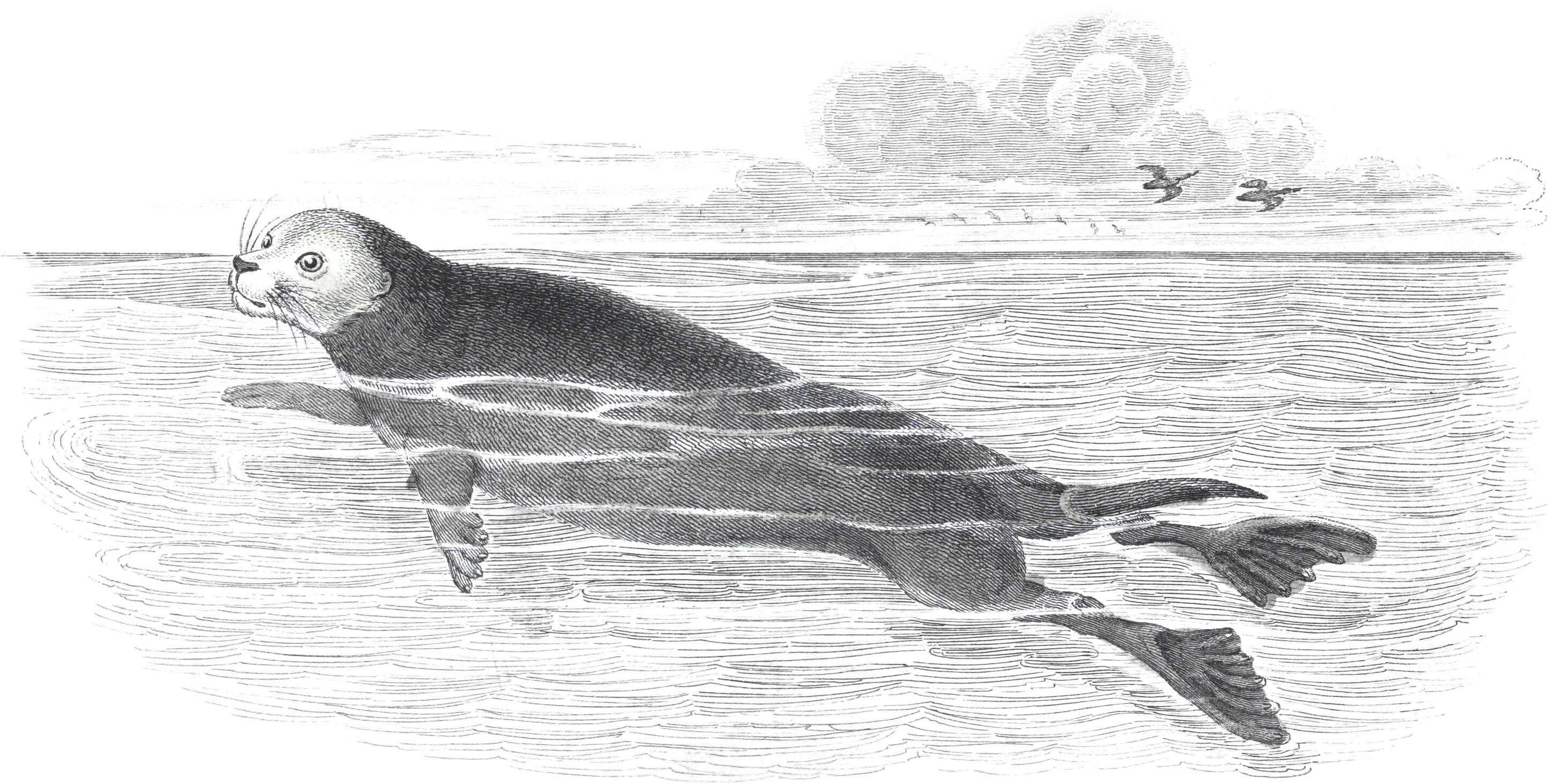 Sea Otter