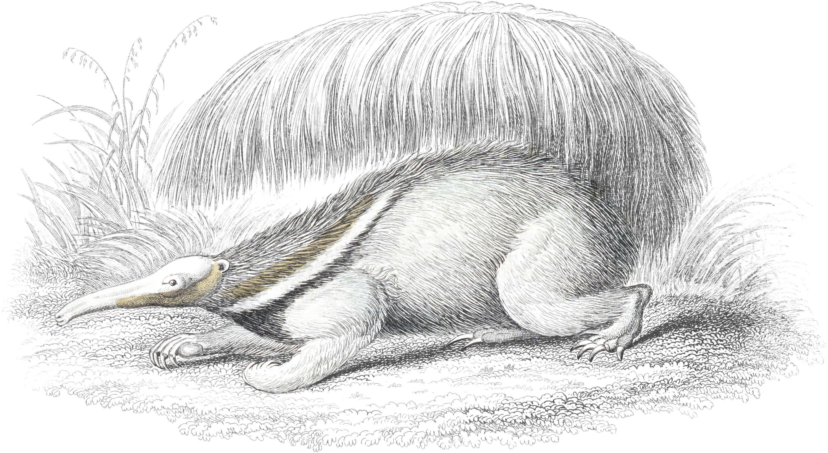 Tamandua or Great Anteater