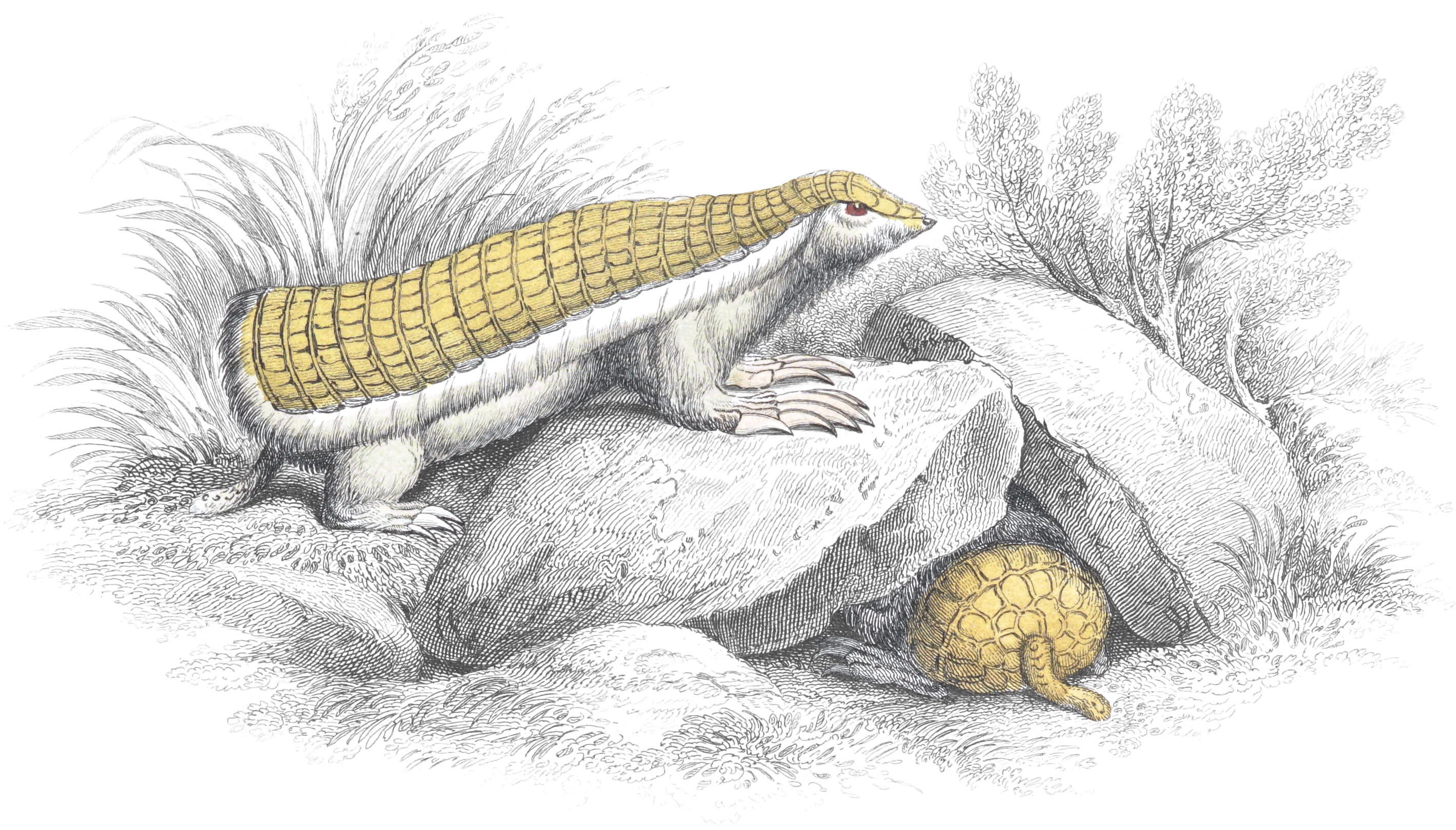 Chlamyphorus truncatus