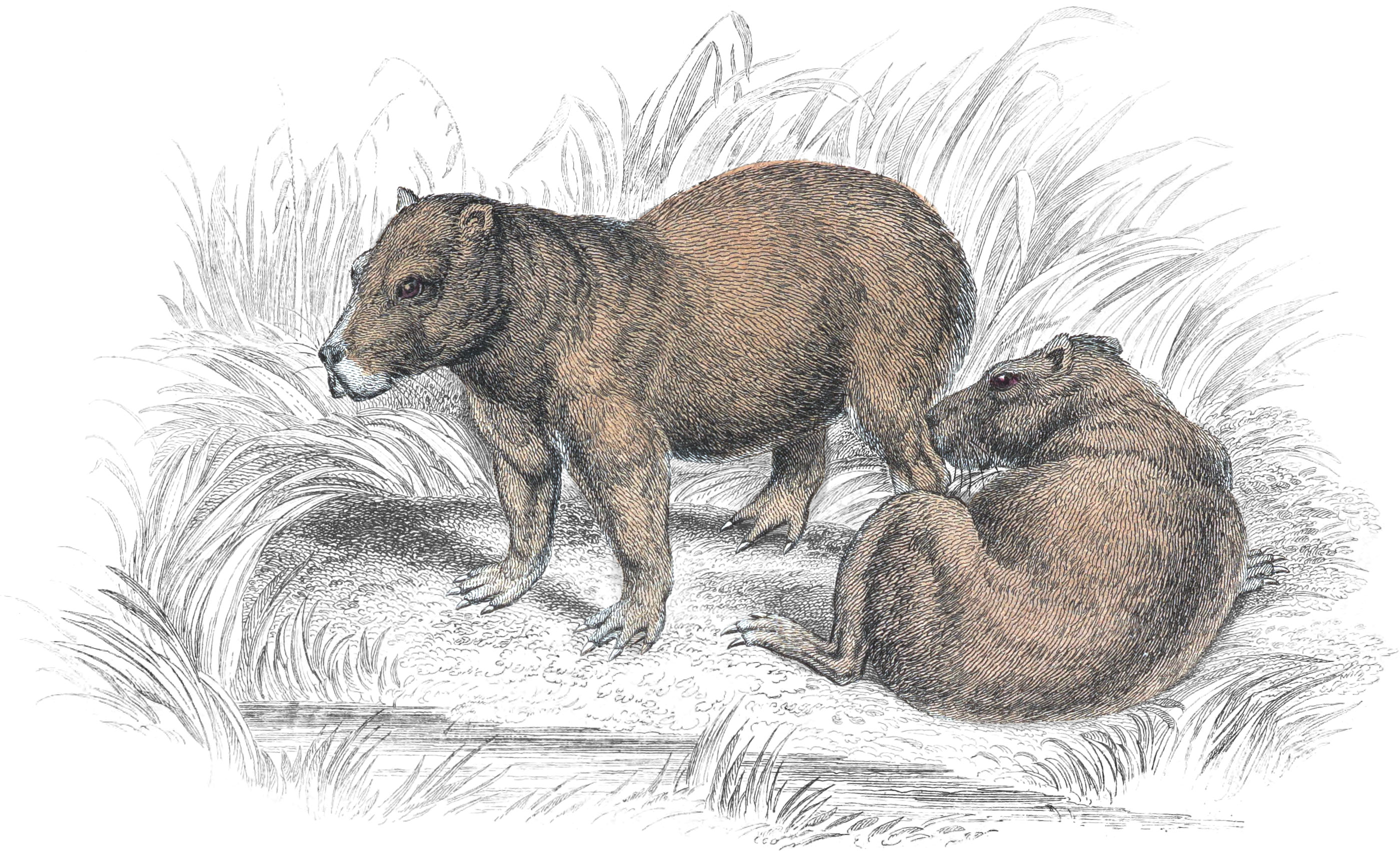 Capybara