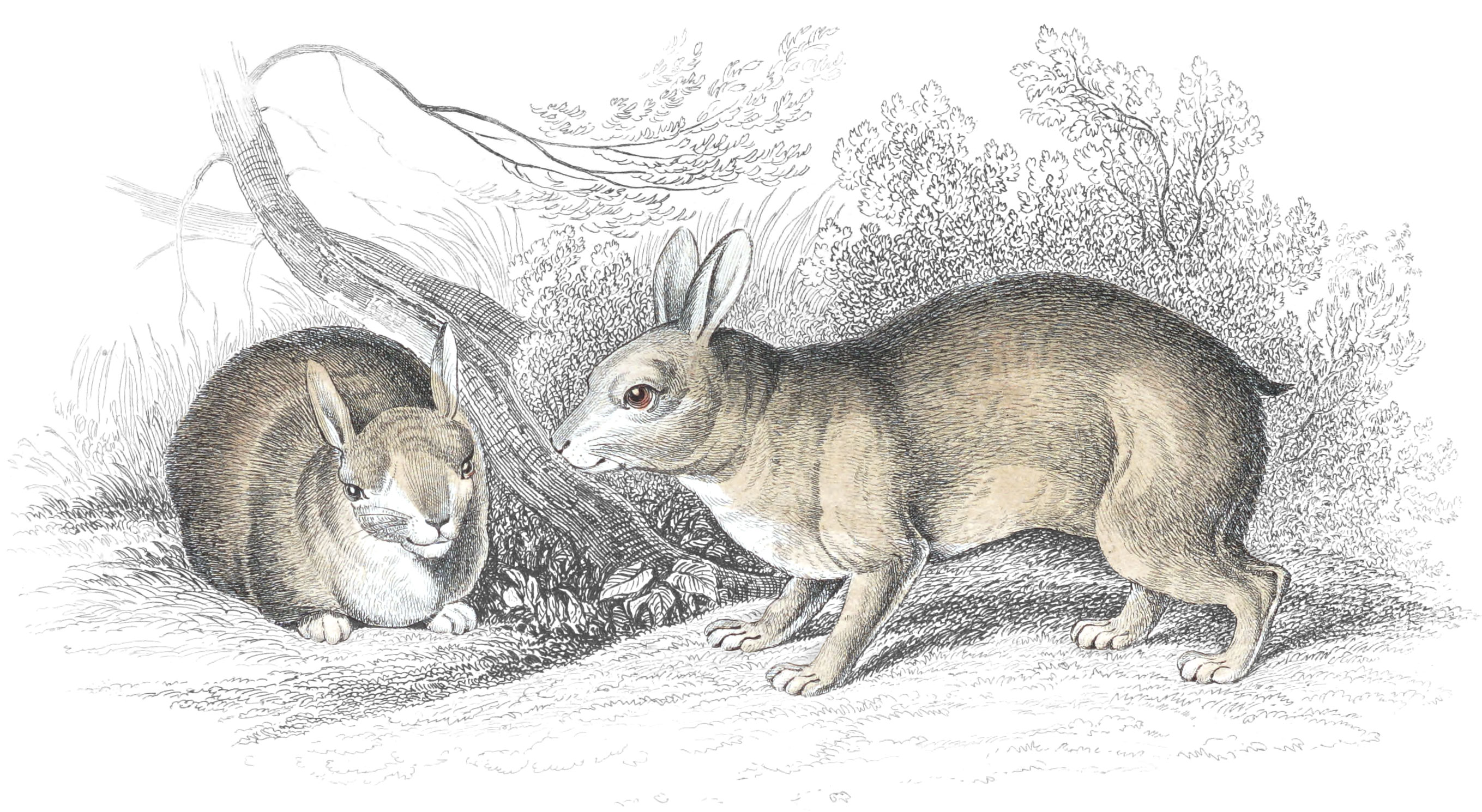 Tapeti