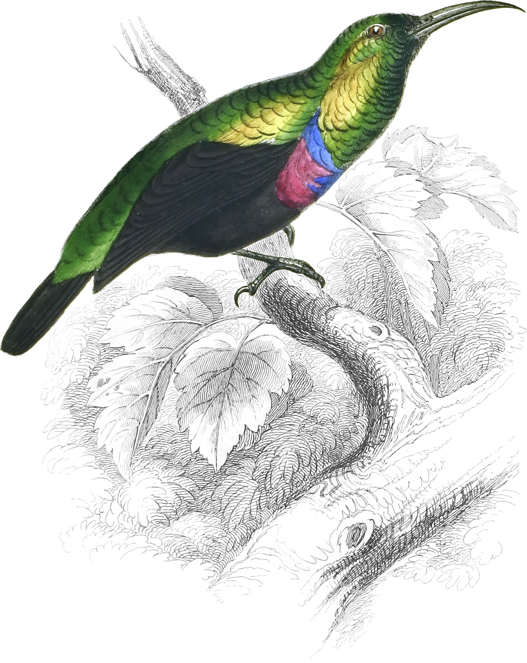 Bifasciated Sun-Bird