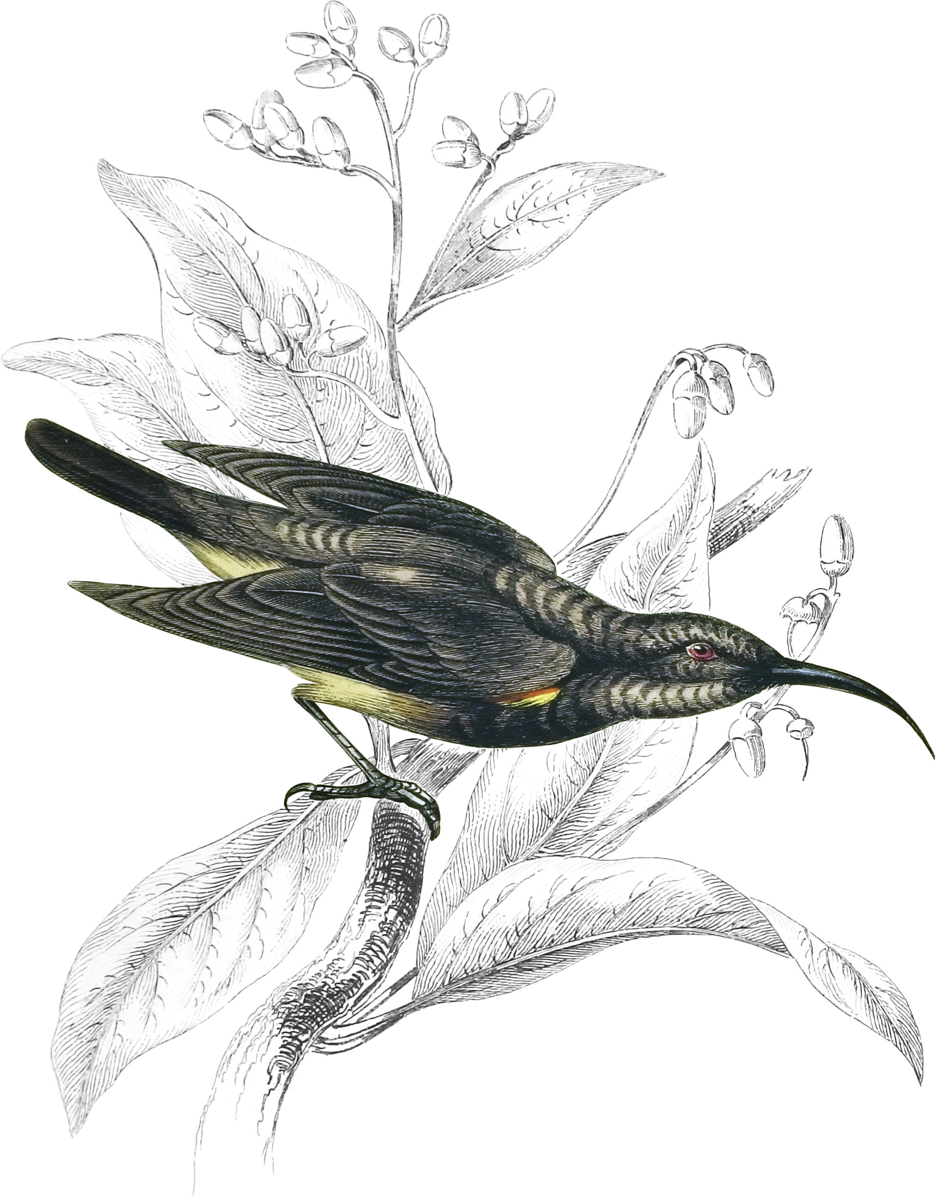 Namaqua, or White-Vented Sun-Bird