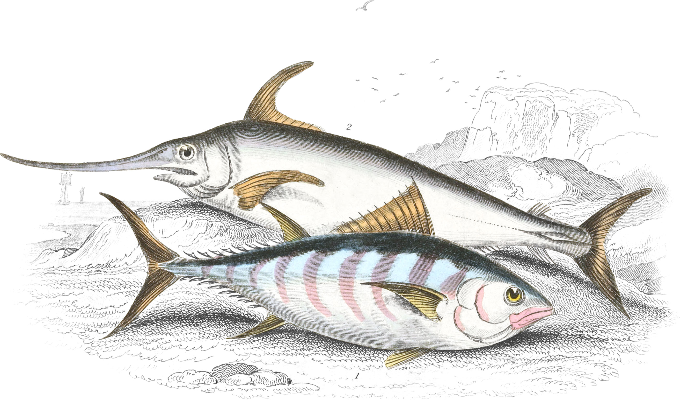 Plain Bonito & Sword-Fish