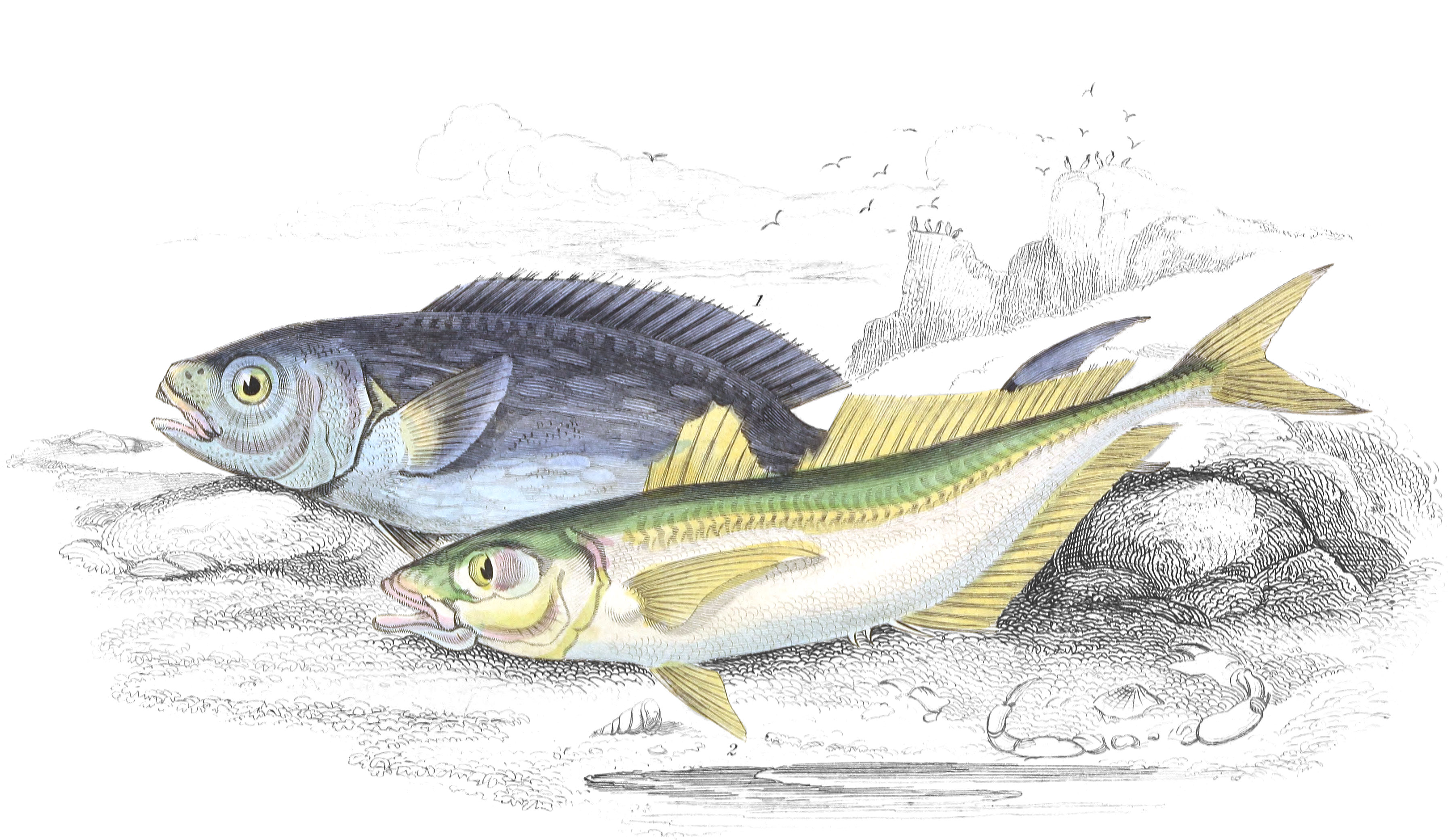 Black-Fish & Scad, Horse Mackerel, or Pilas Fish
