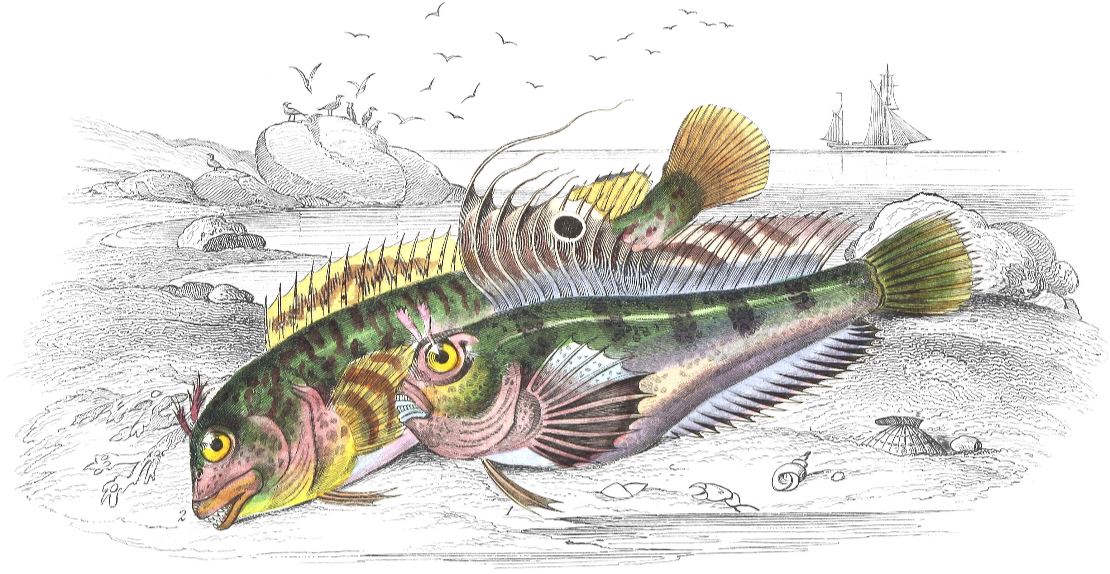 Ocellated Blenny, or Butterfly-Fish & Gattoruginous Blenny