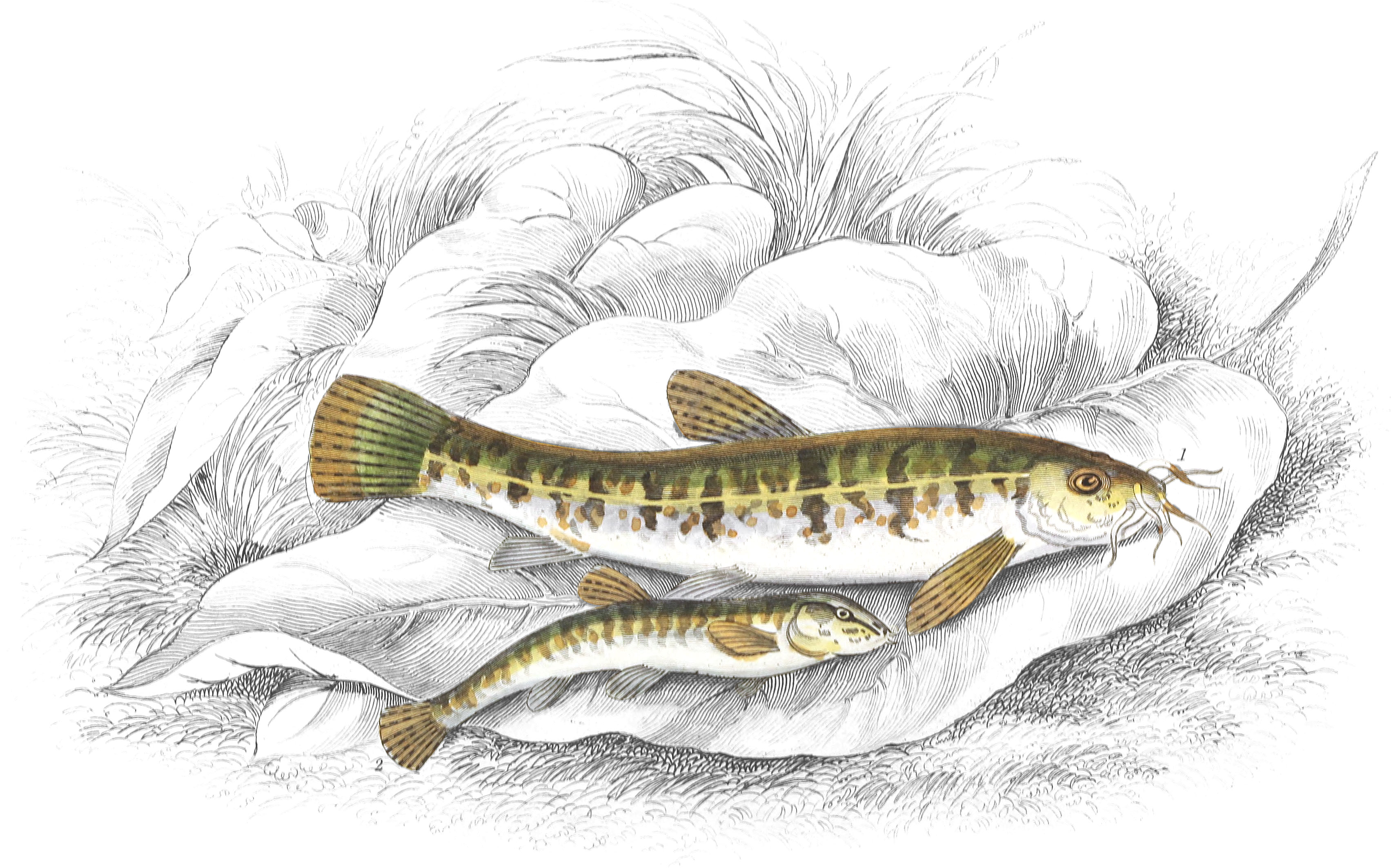 Loach, Loche, or Beardie & Spined Loach, or Groundling