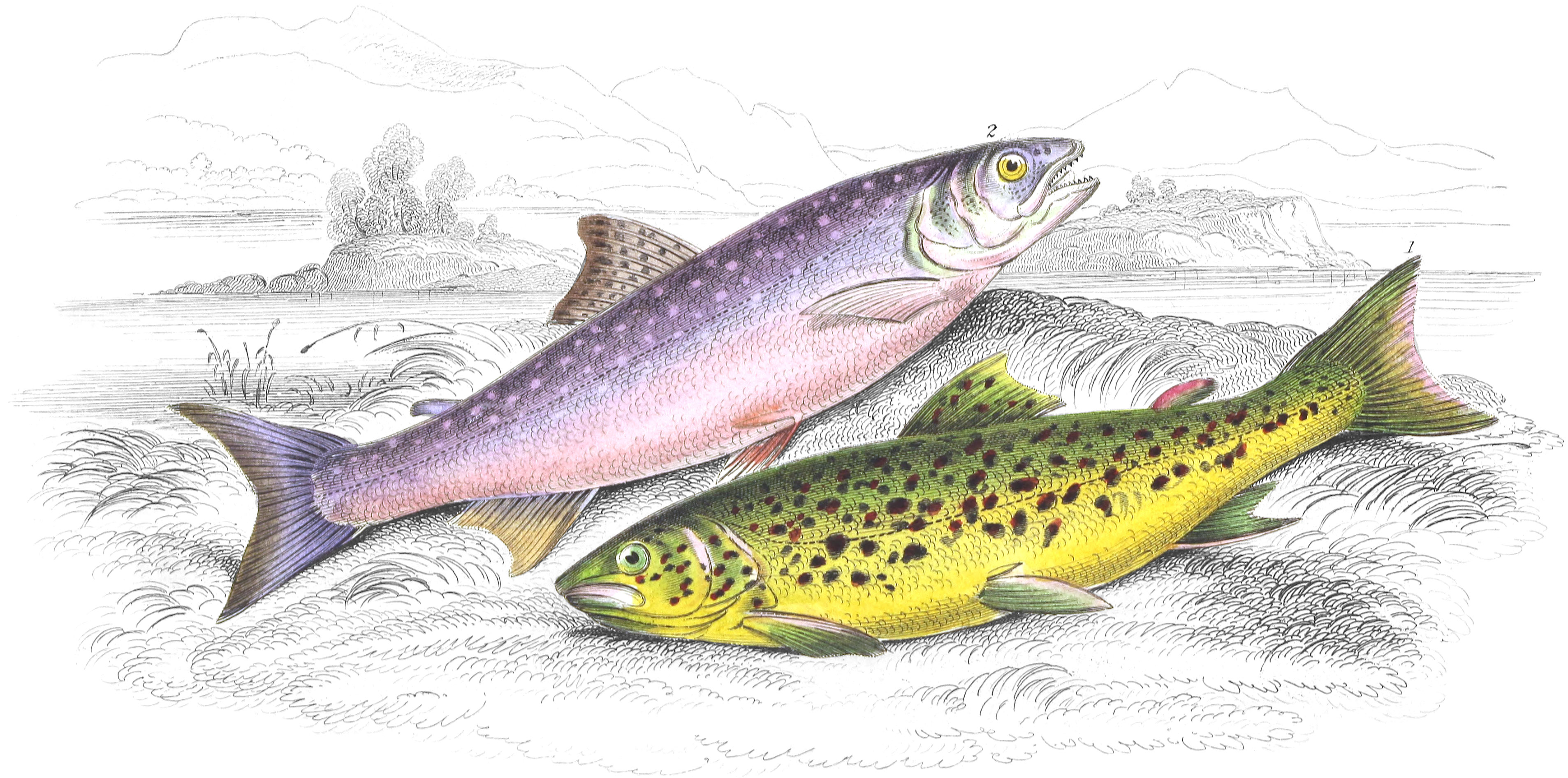 Common Trout & Northern Charr