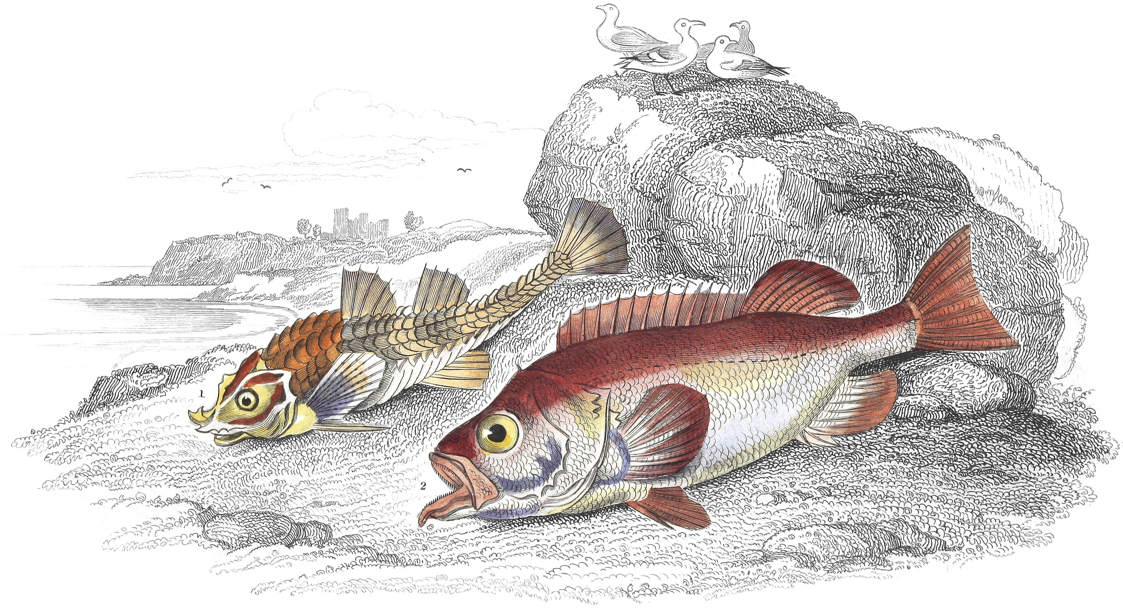 Armed Bullhead & Bergylt, or Norway Haddock