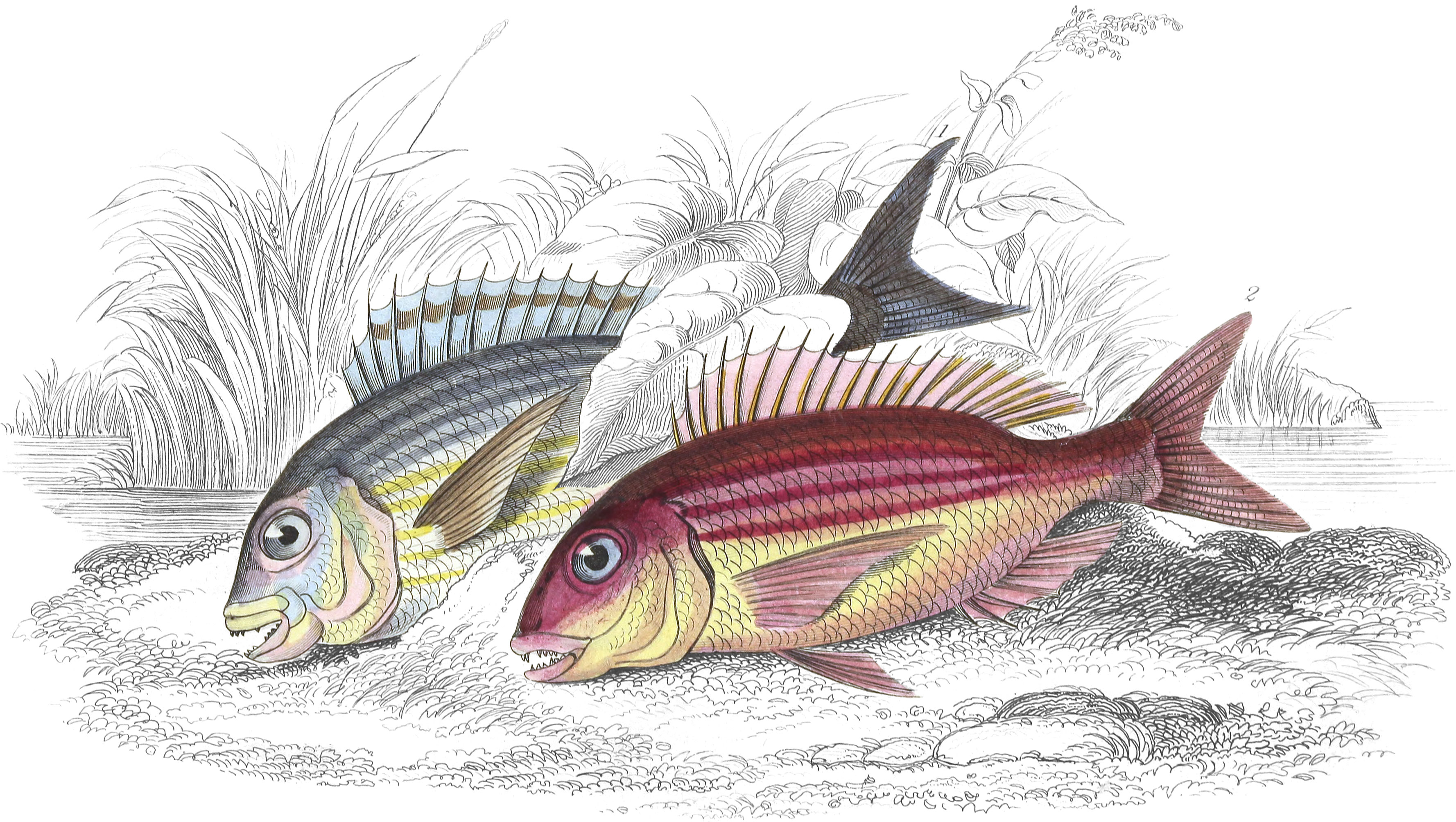 Braize or Becker & Gilt-Head