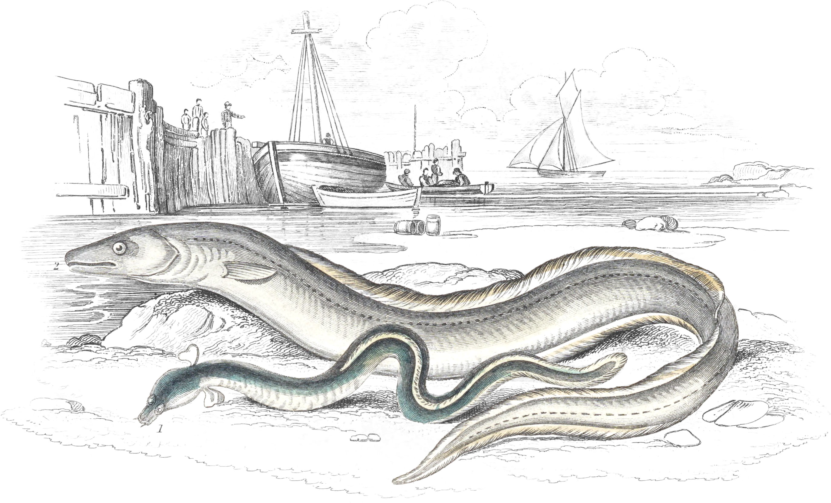 Sharp-Nosed Eel & Common Conger Eel