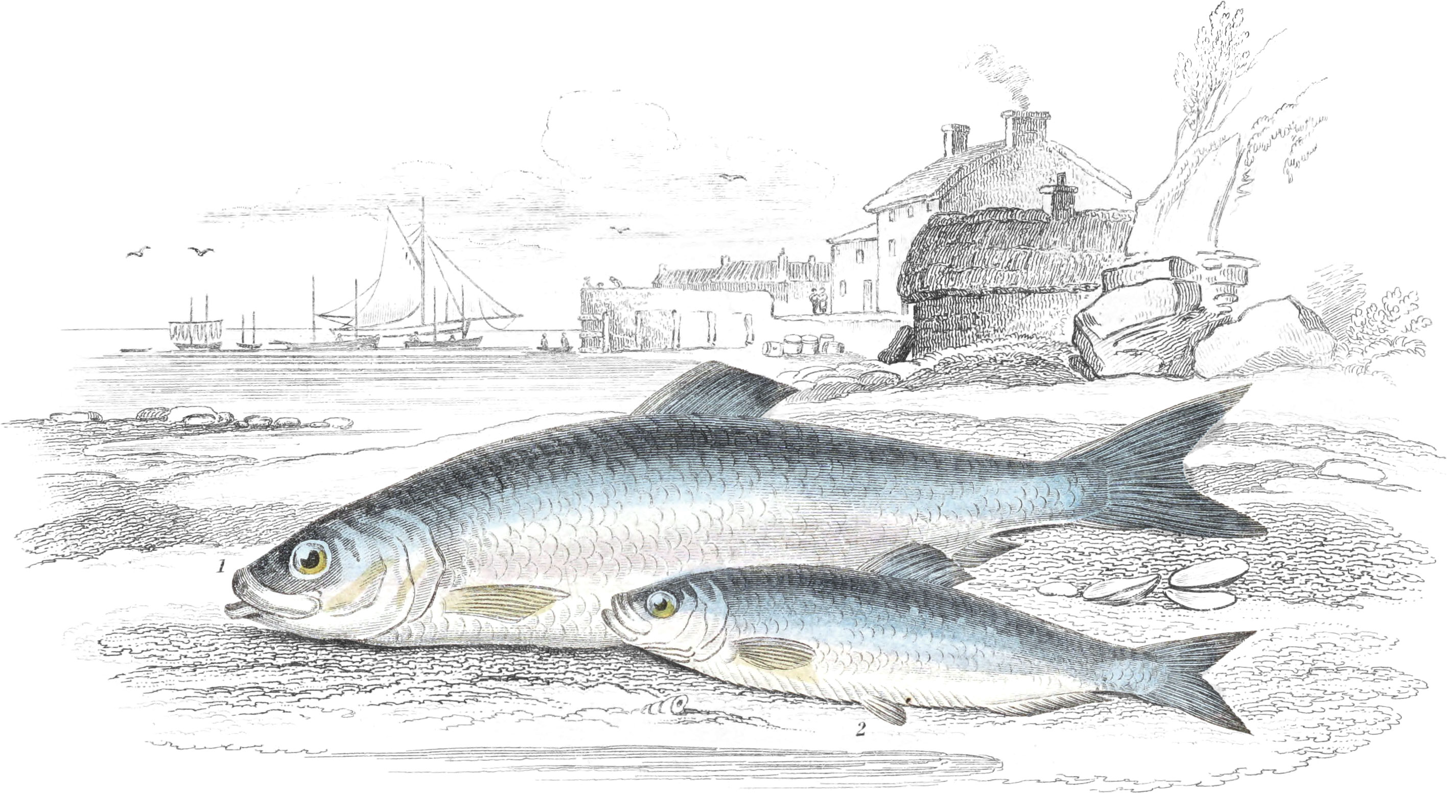 Herring & Sprat, or Garvie Herring