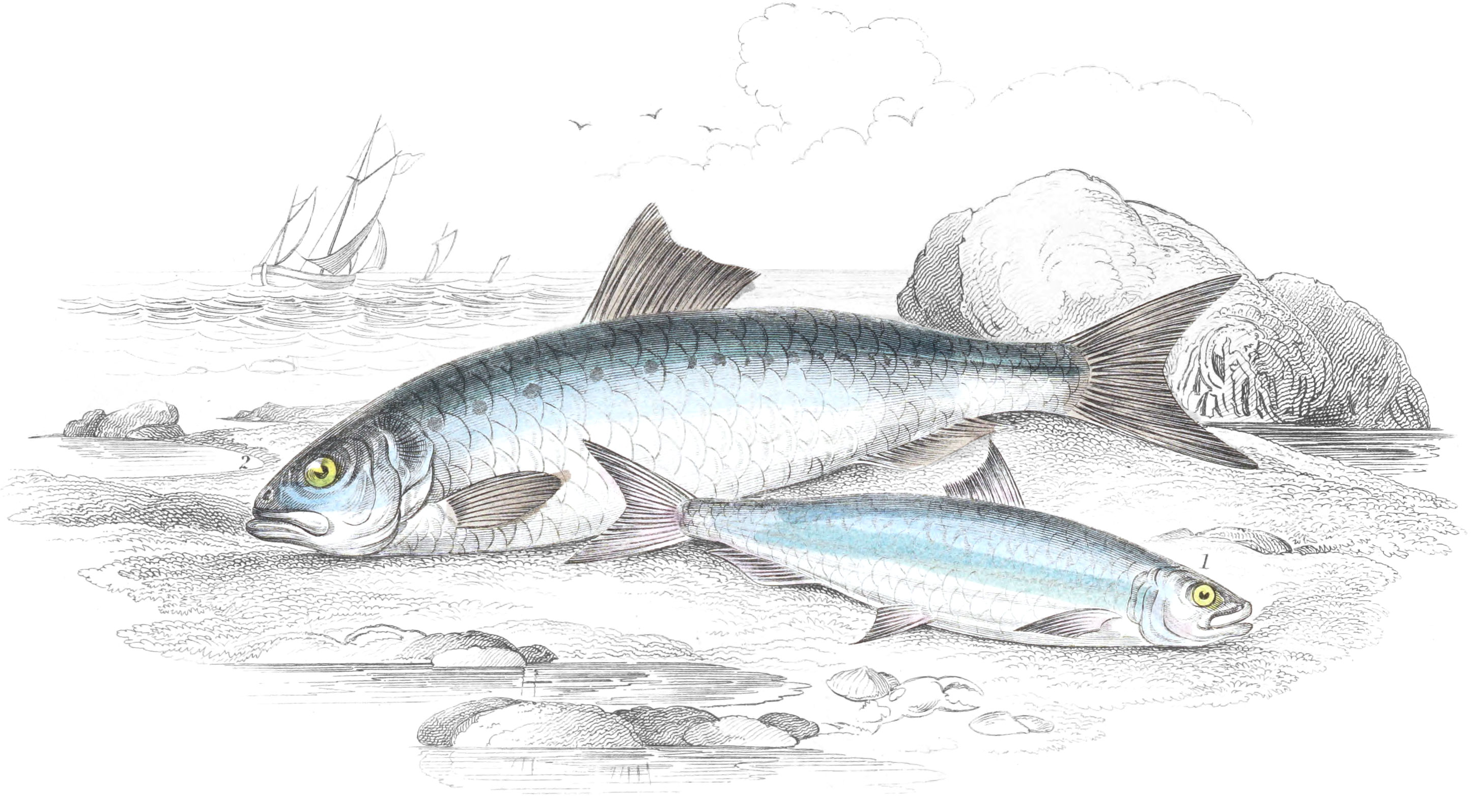 Pilchard & Twaite Shad
