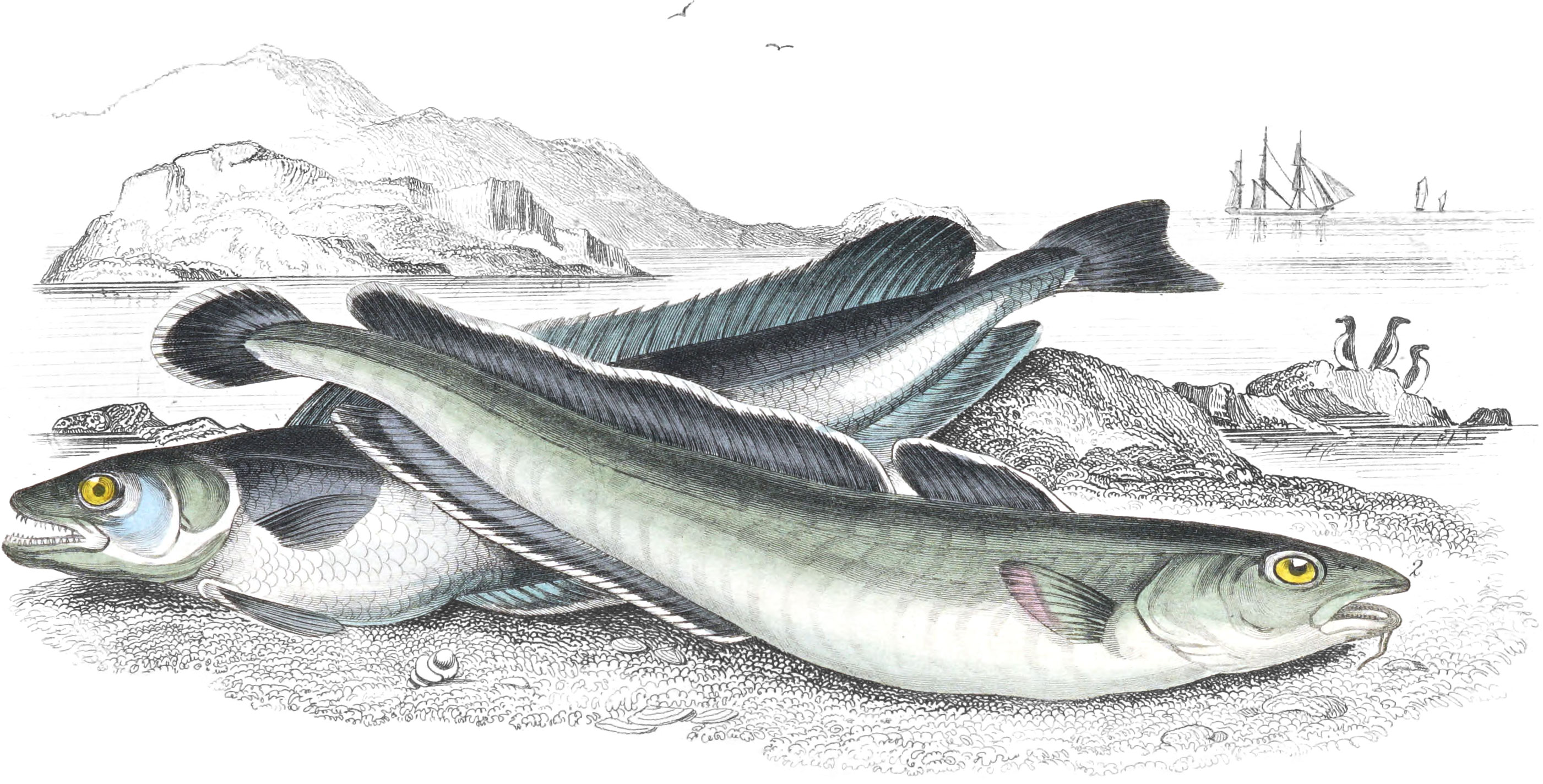 Common Hake & Ling