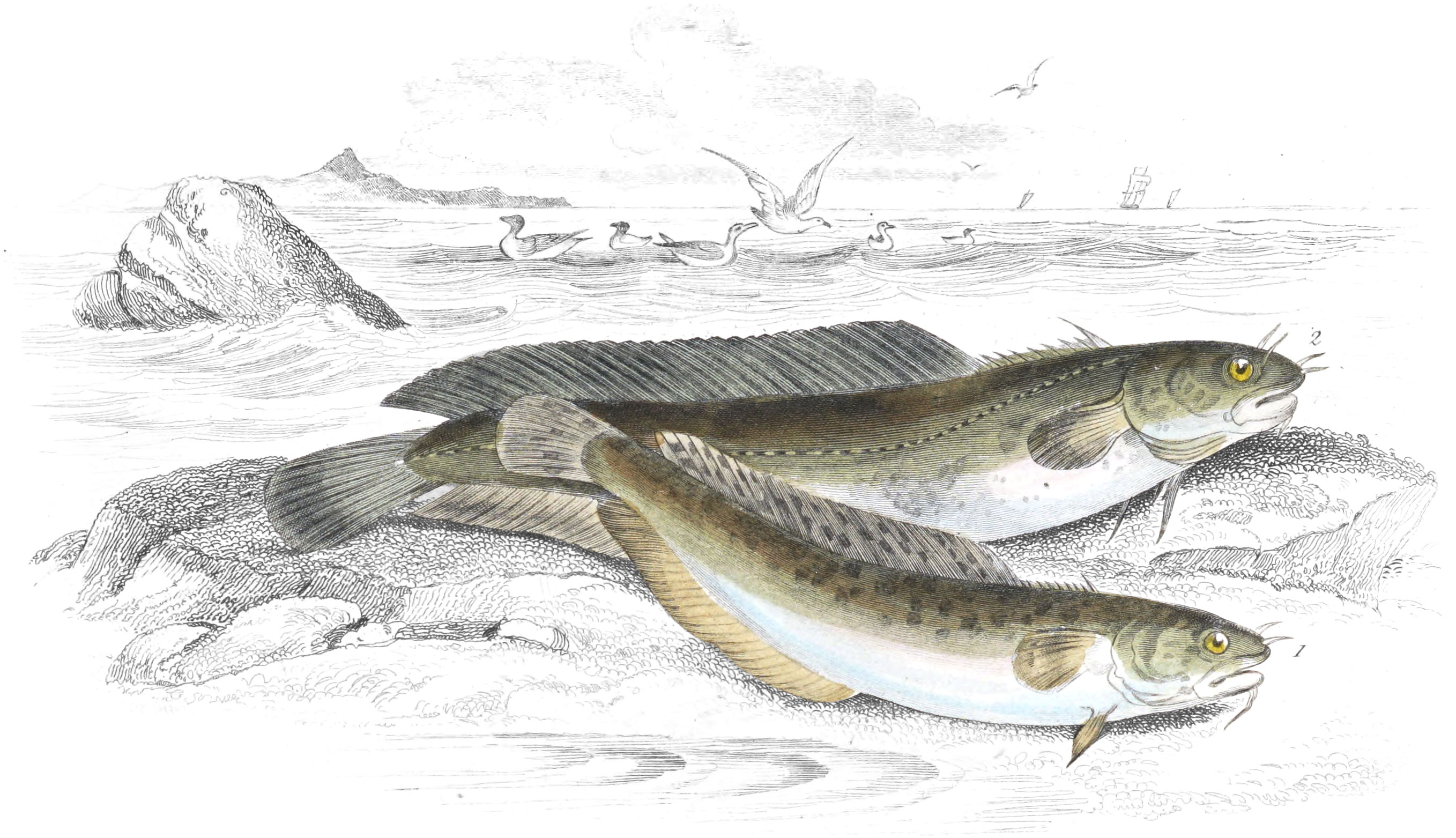 Three-Bearded Rockling, or Sea Loach & Five-Bearded Rockling