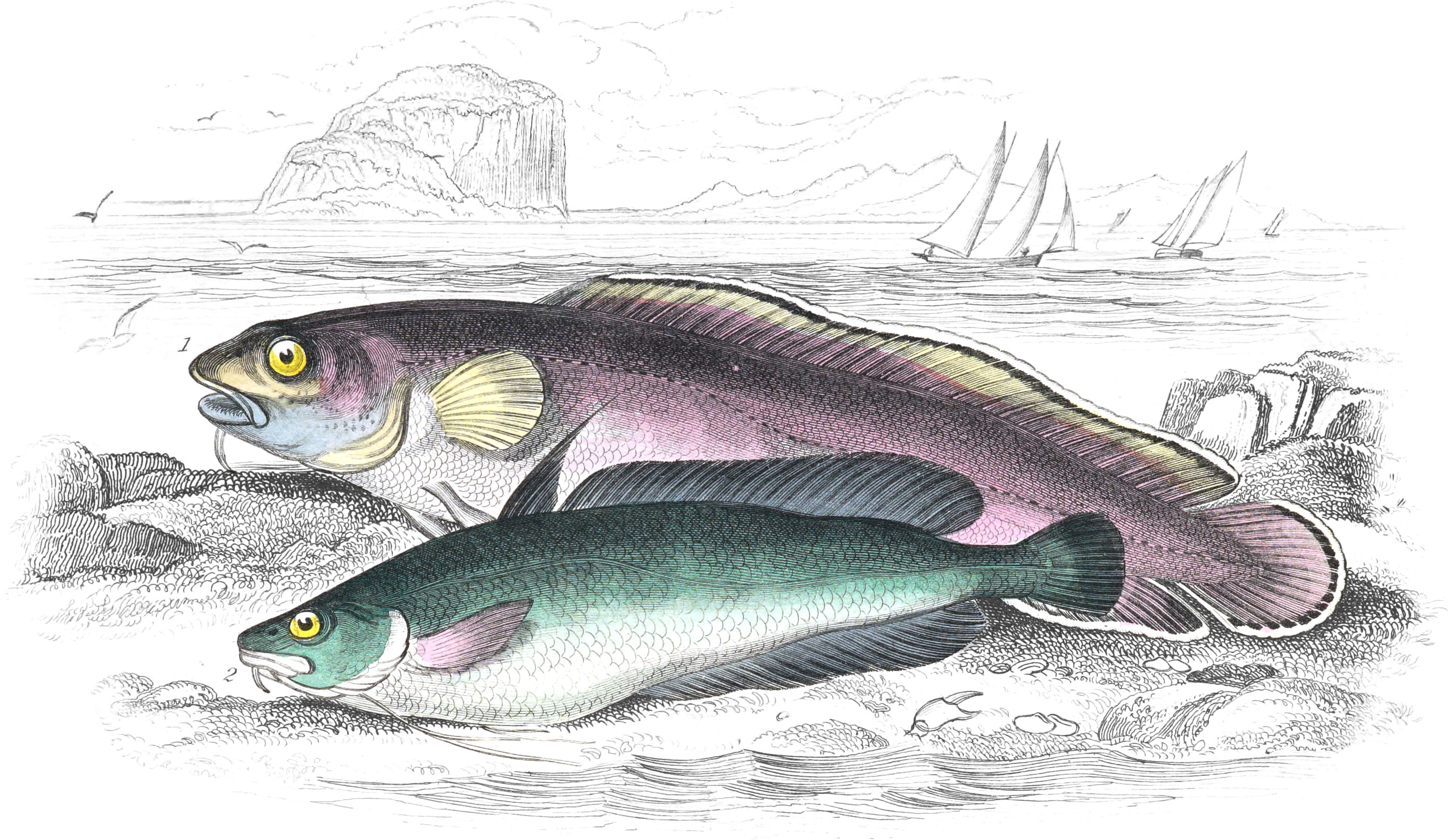 Torsk, or Tusk & Great Forked Hake