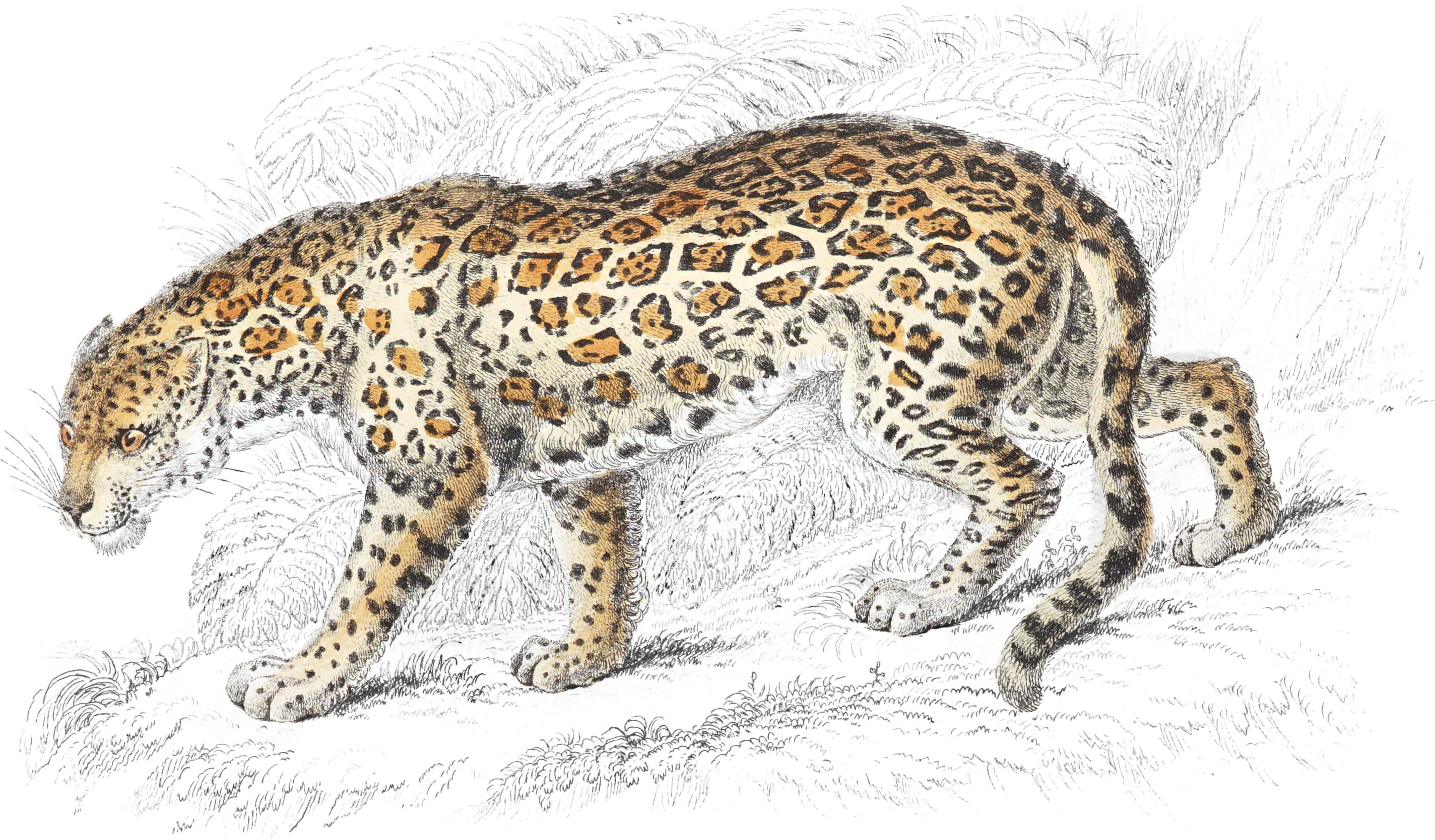Jaguar, or American Panther