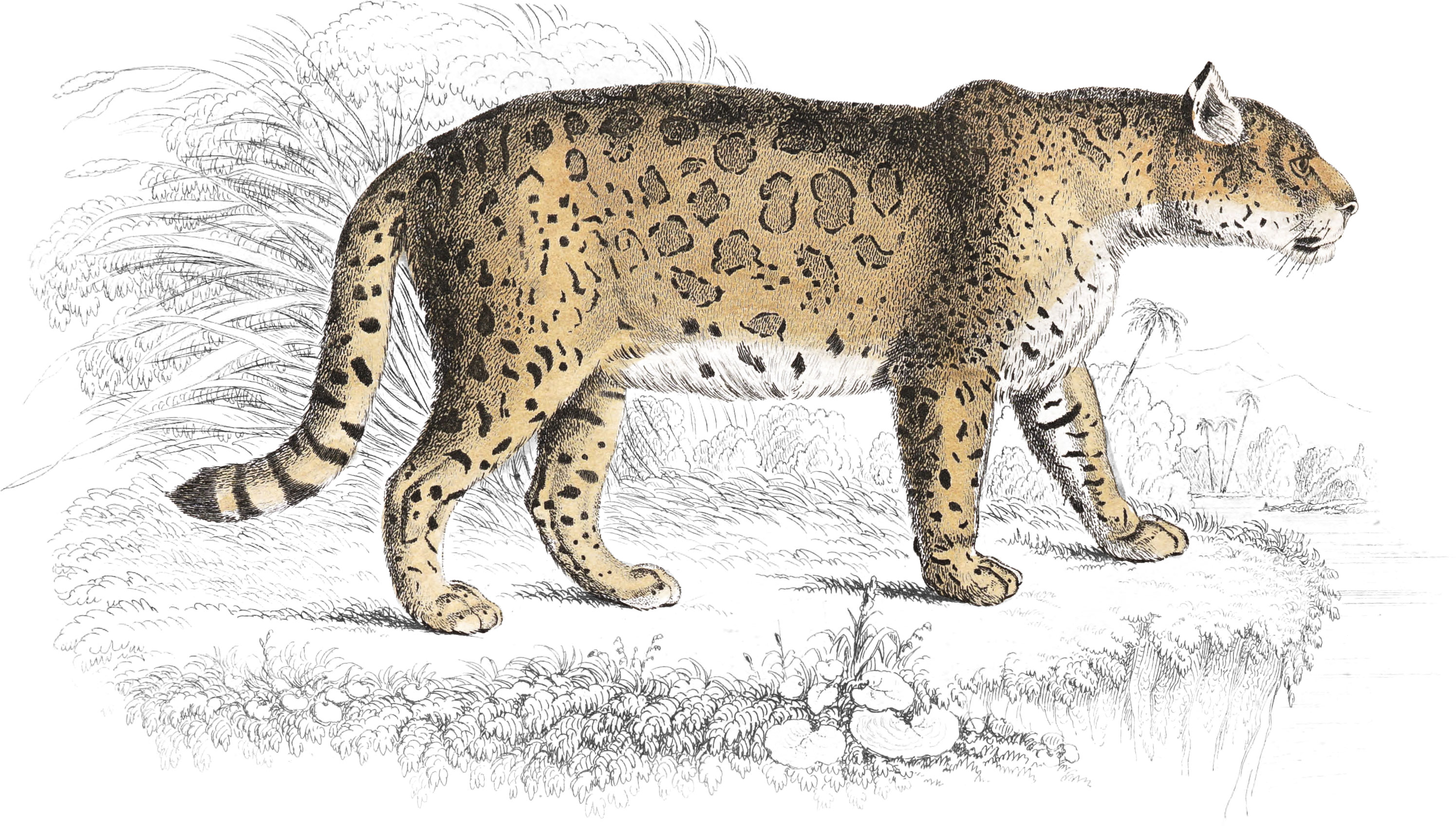 Jaguar, or American Panther