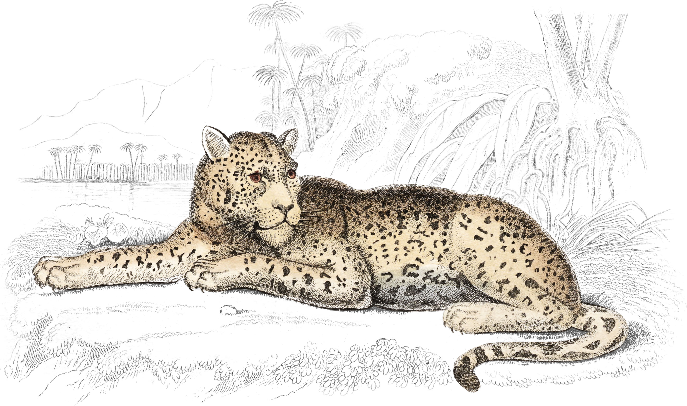 Jaguar, or American Panther