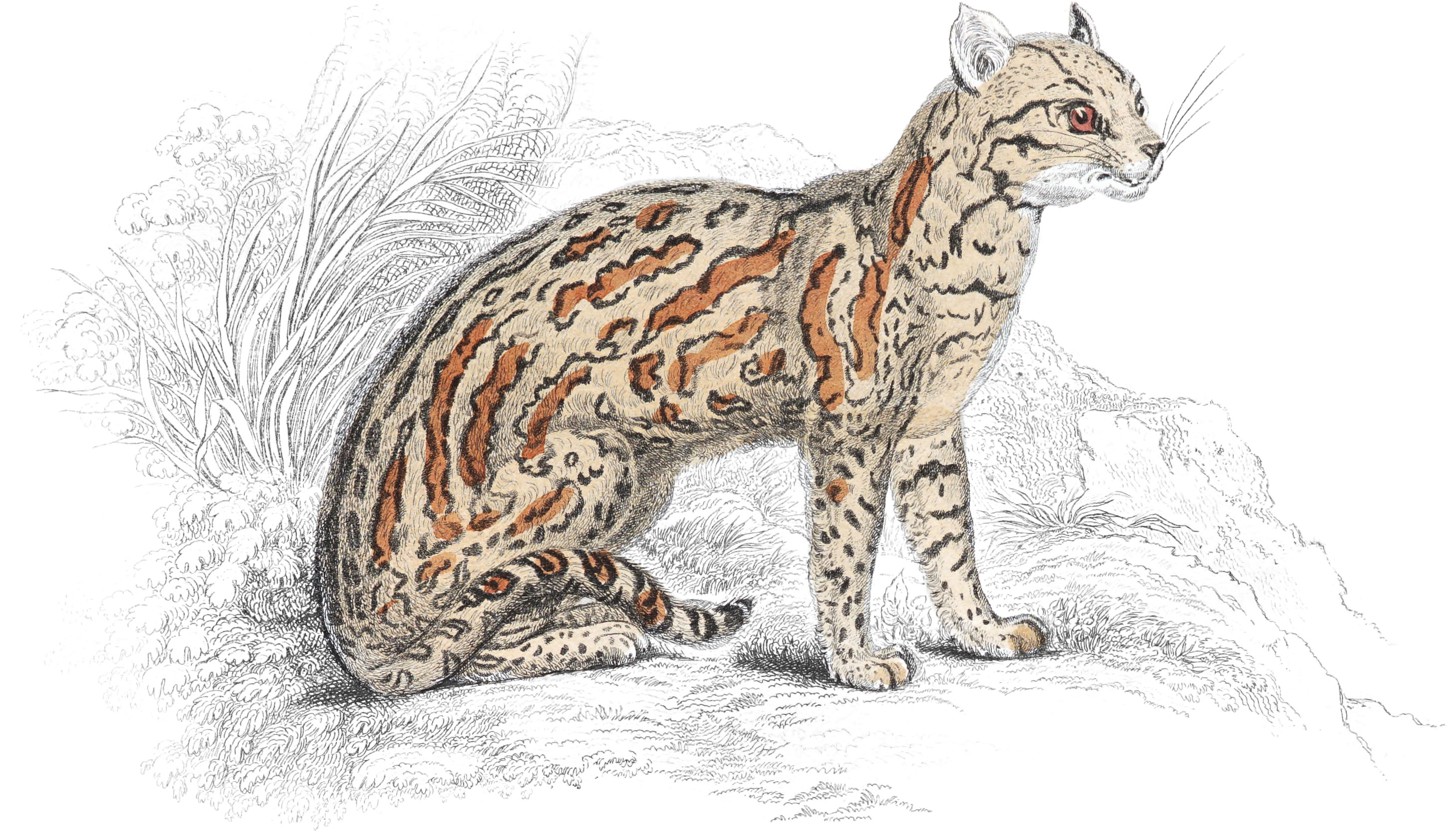 Plate XVI