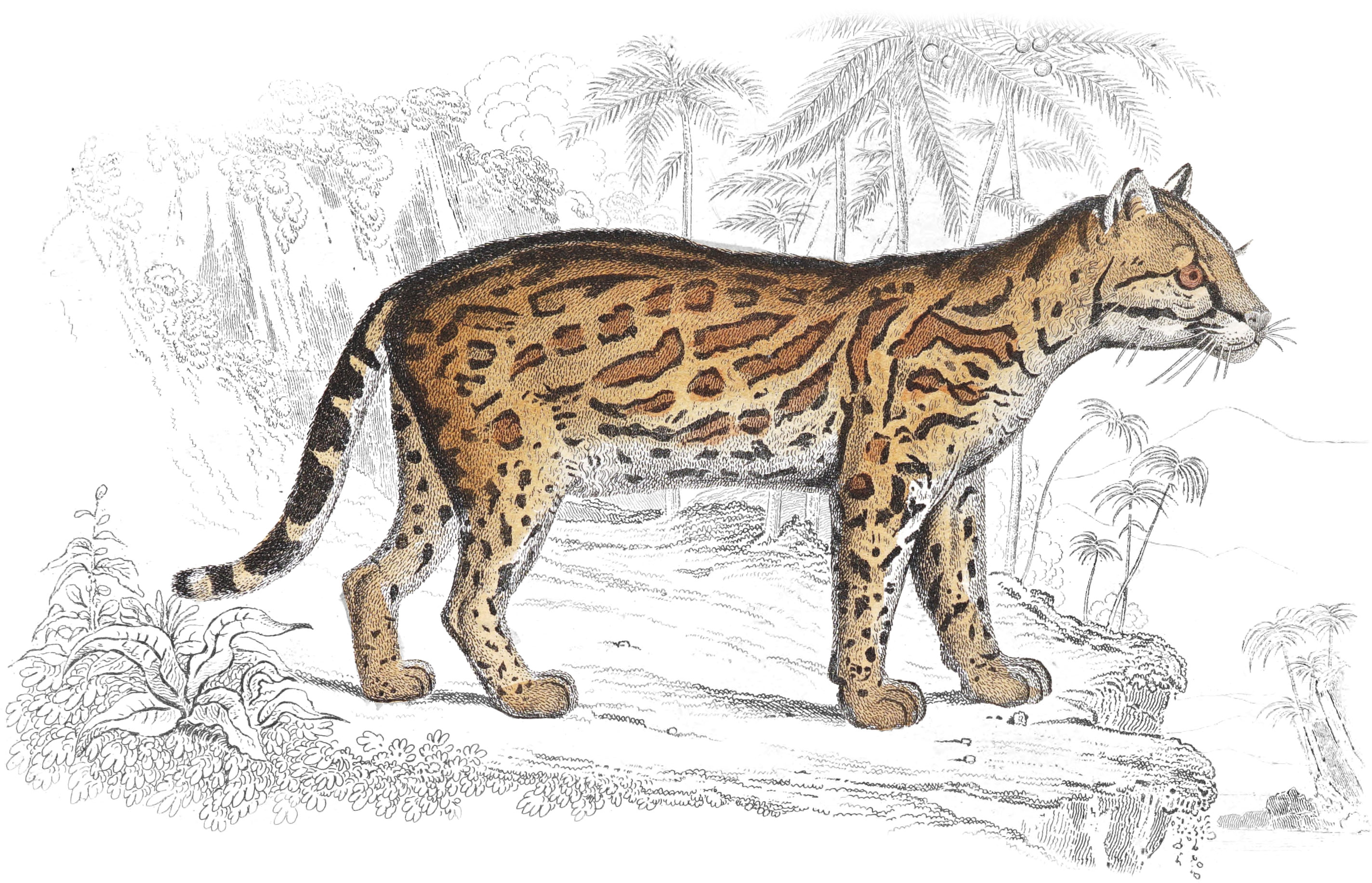 Plate XVII