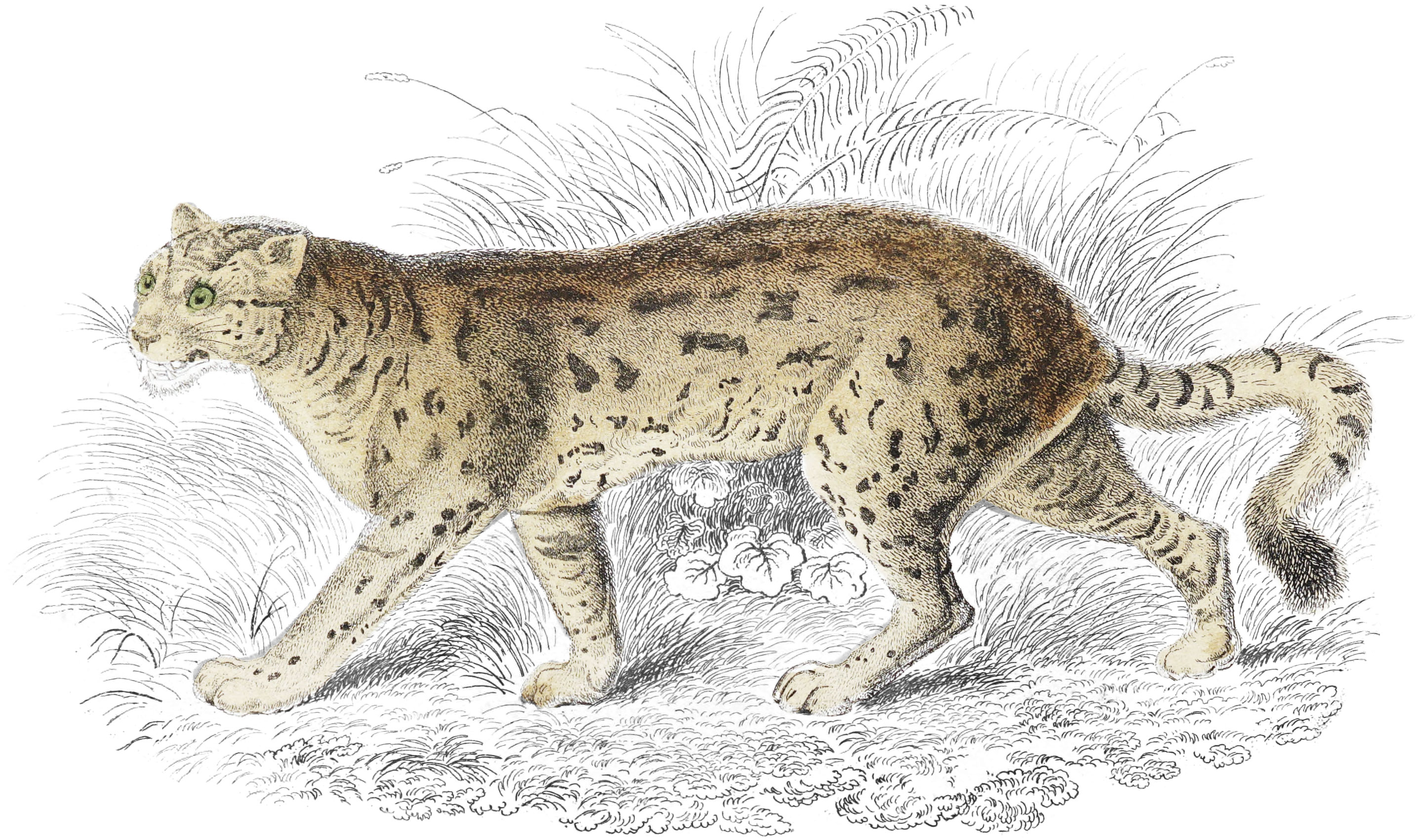 Sumatran Cat