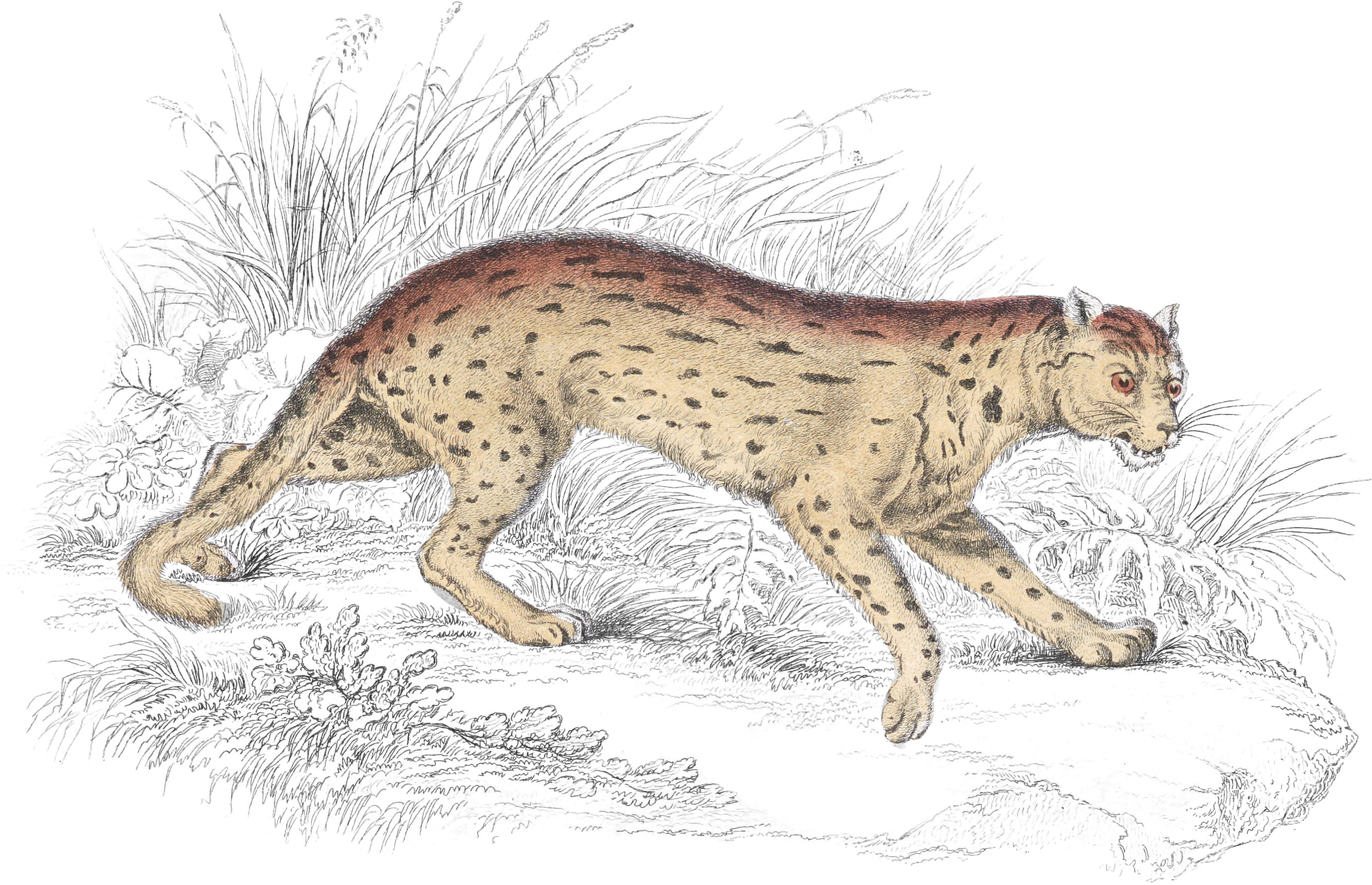 Plate XIX