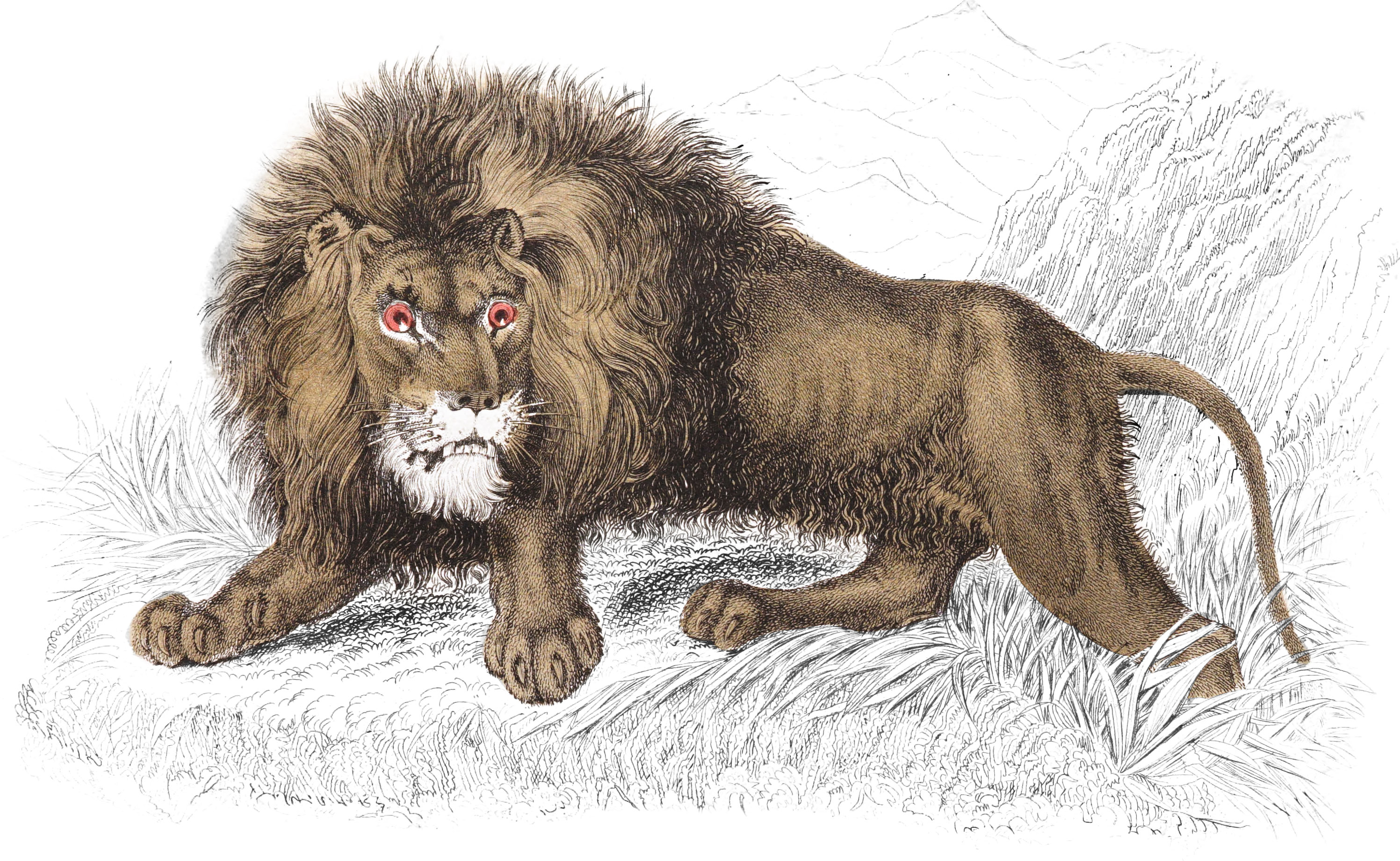 Lion (Male)