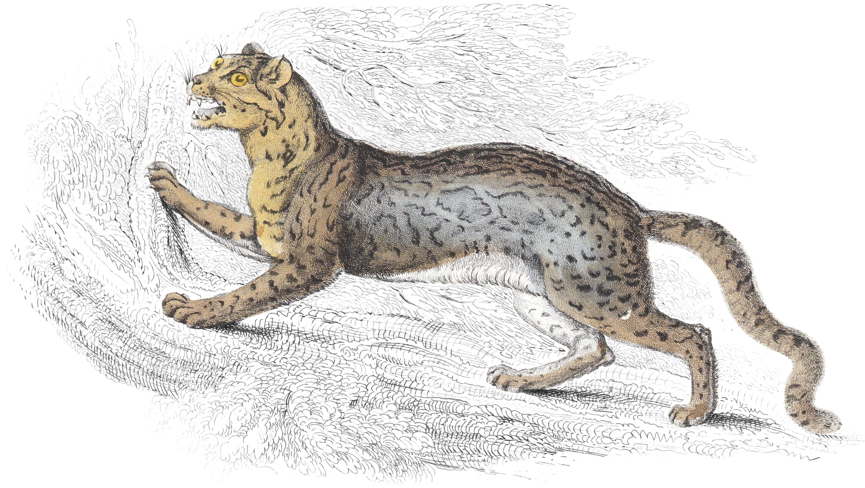 Plate XXI