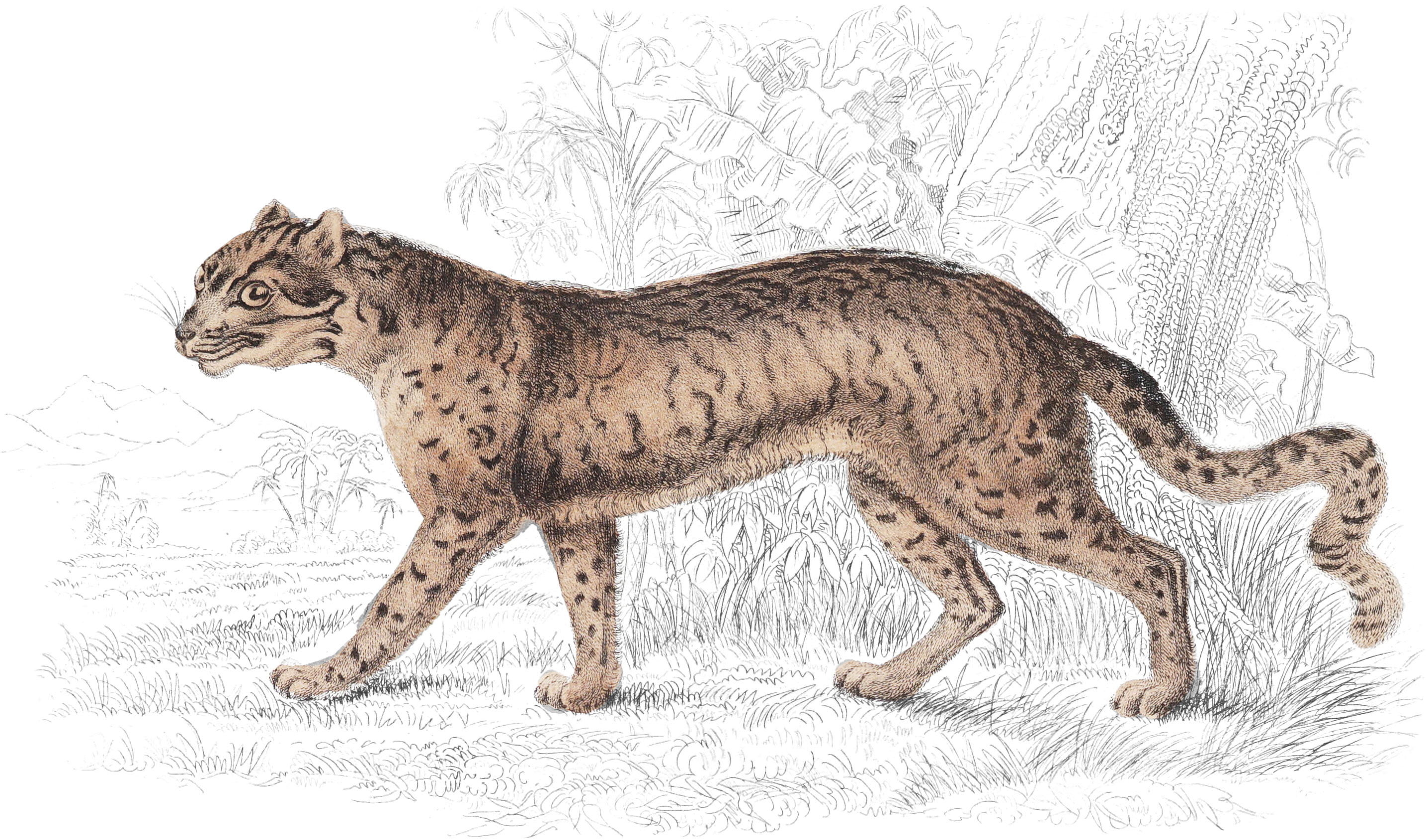 Plate XXII